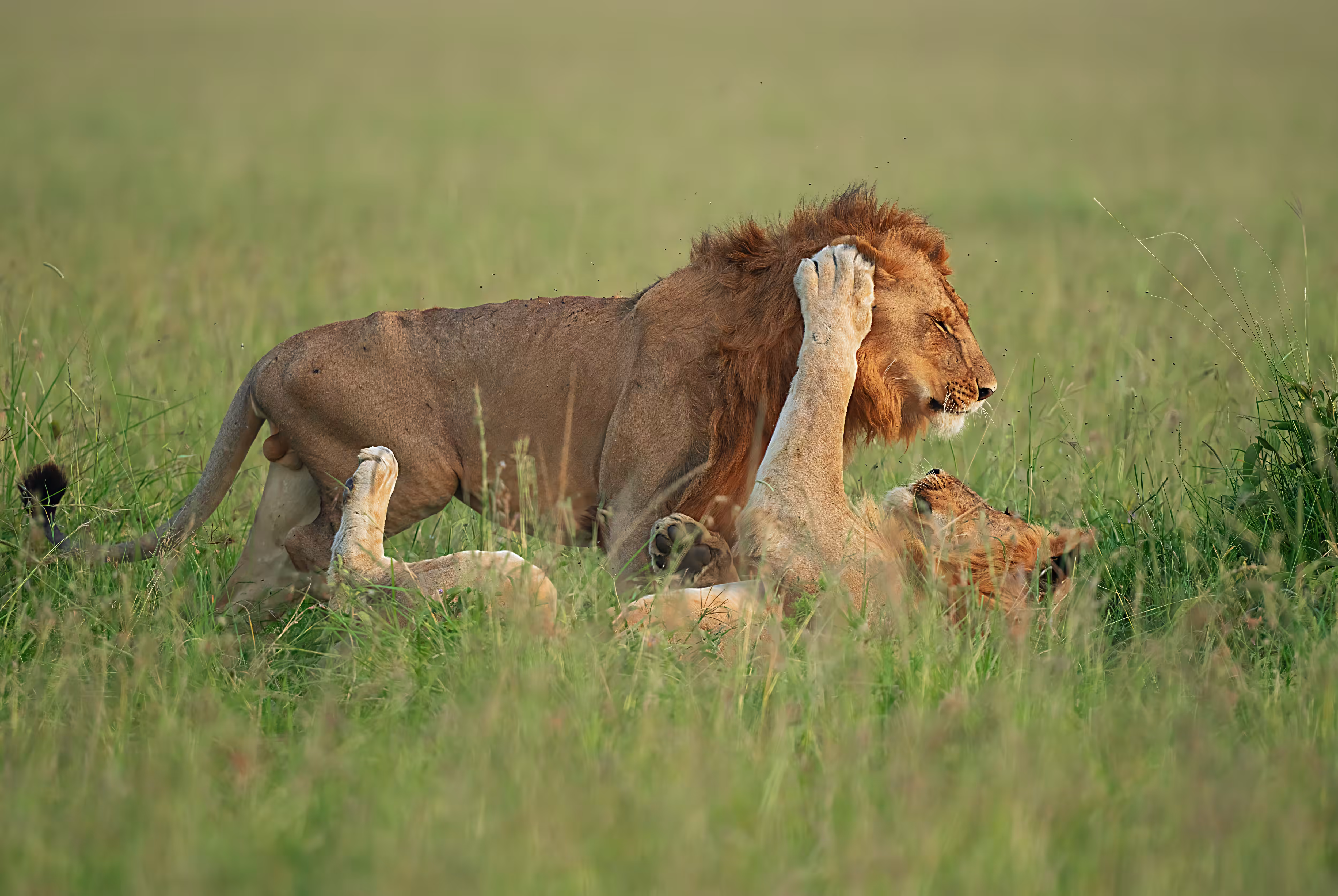 WILD Love