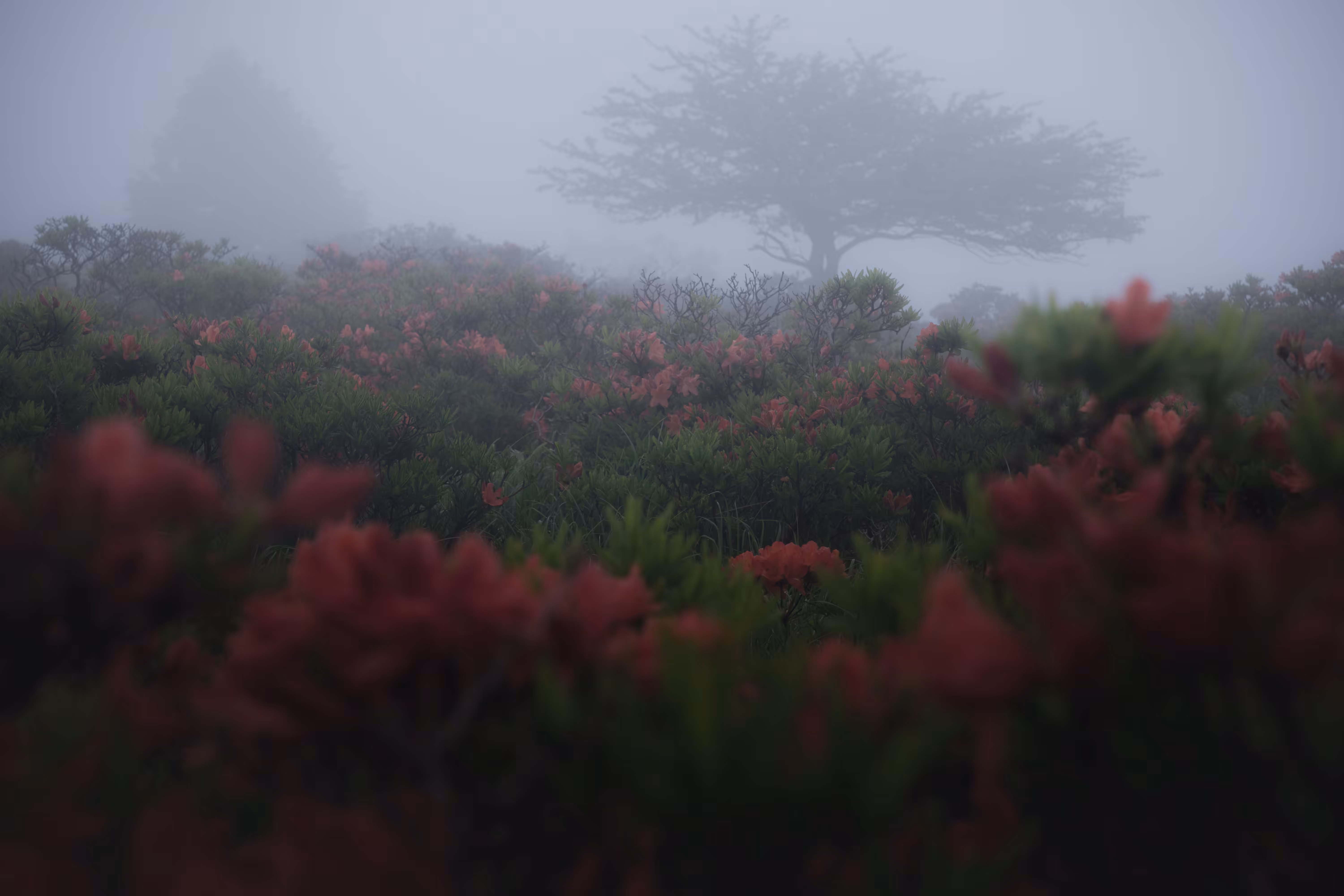 Phantom Garden