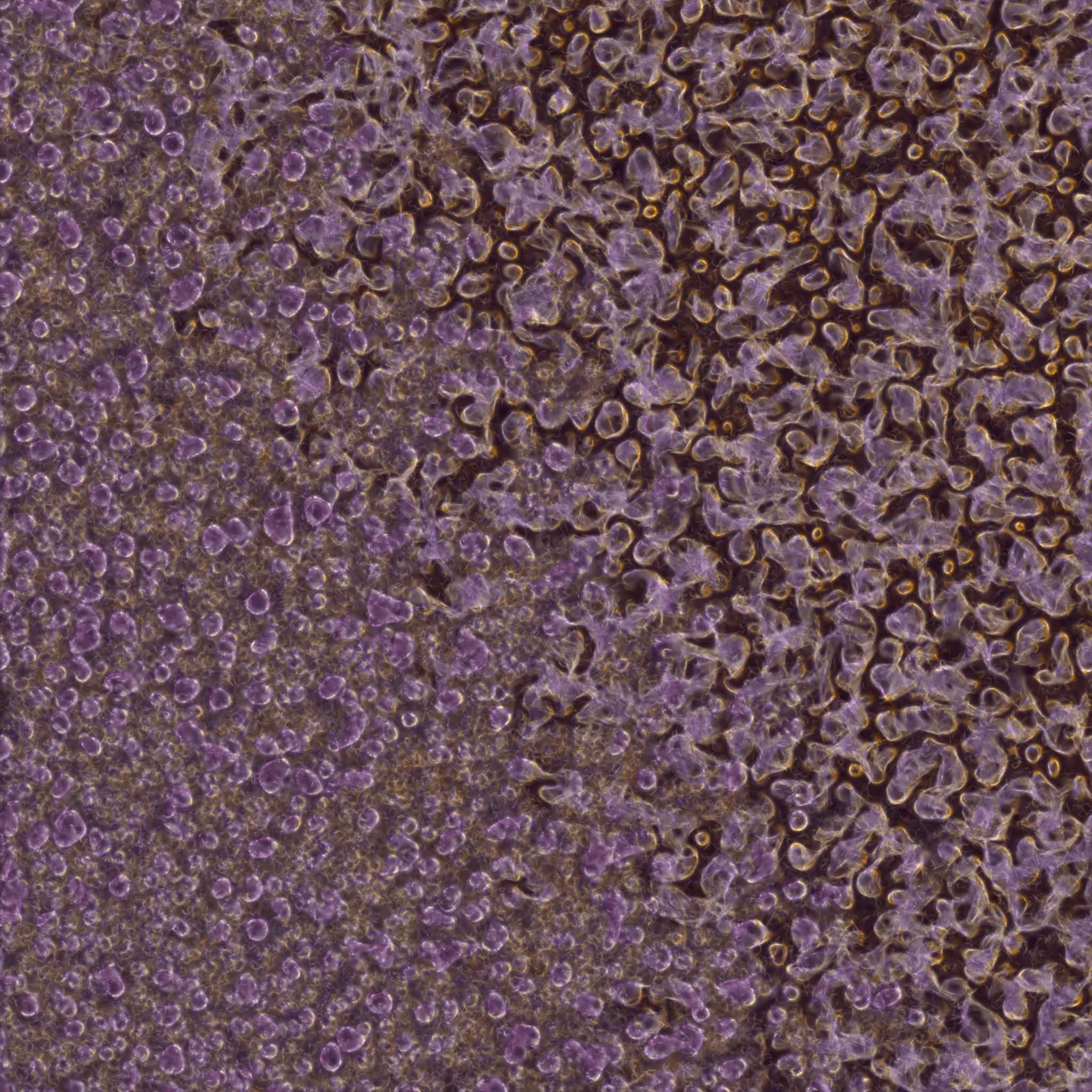 saprophyte #40