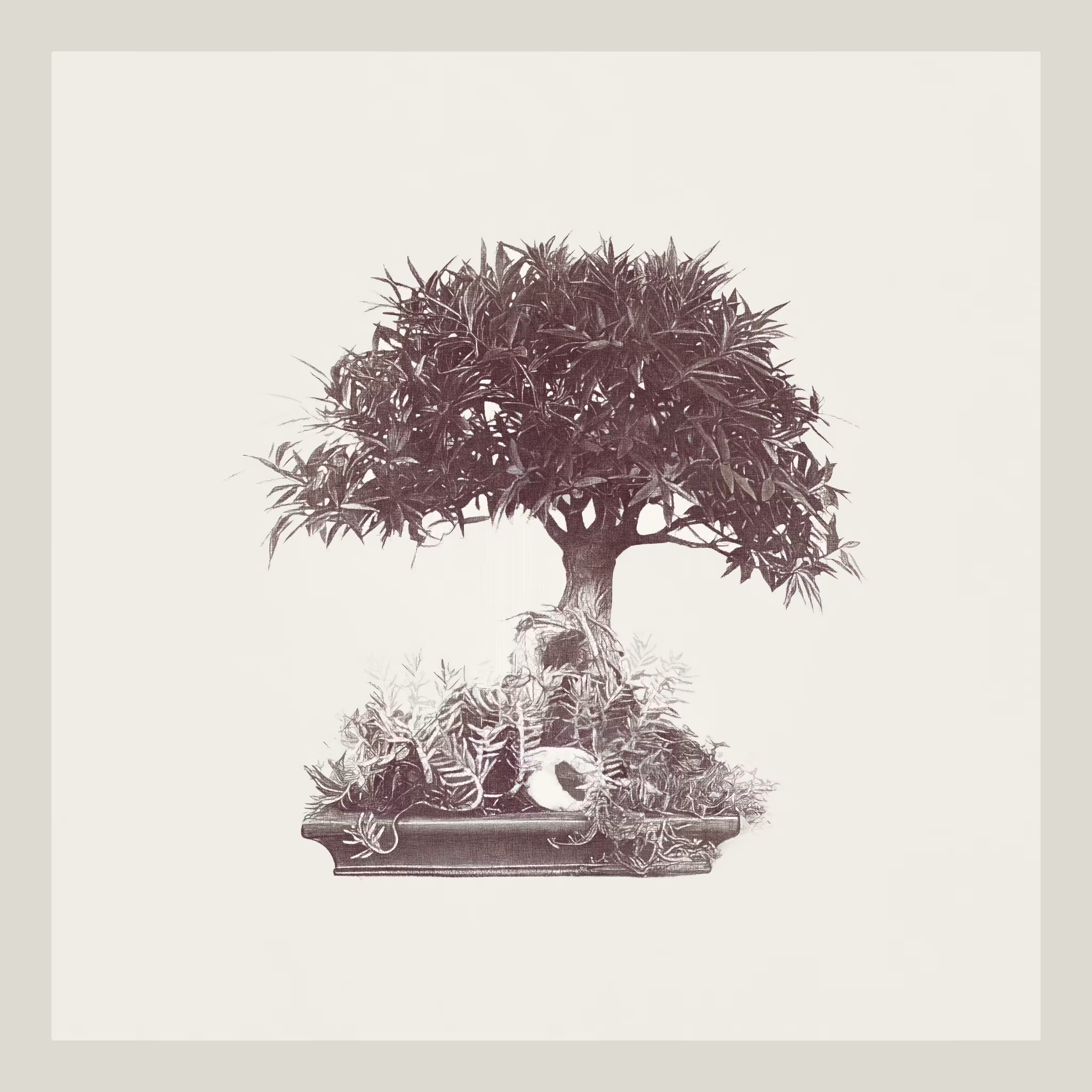 Ficus Nerifolia Bonzai generative tree