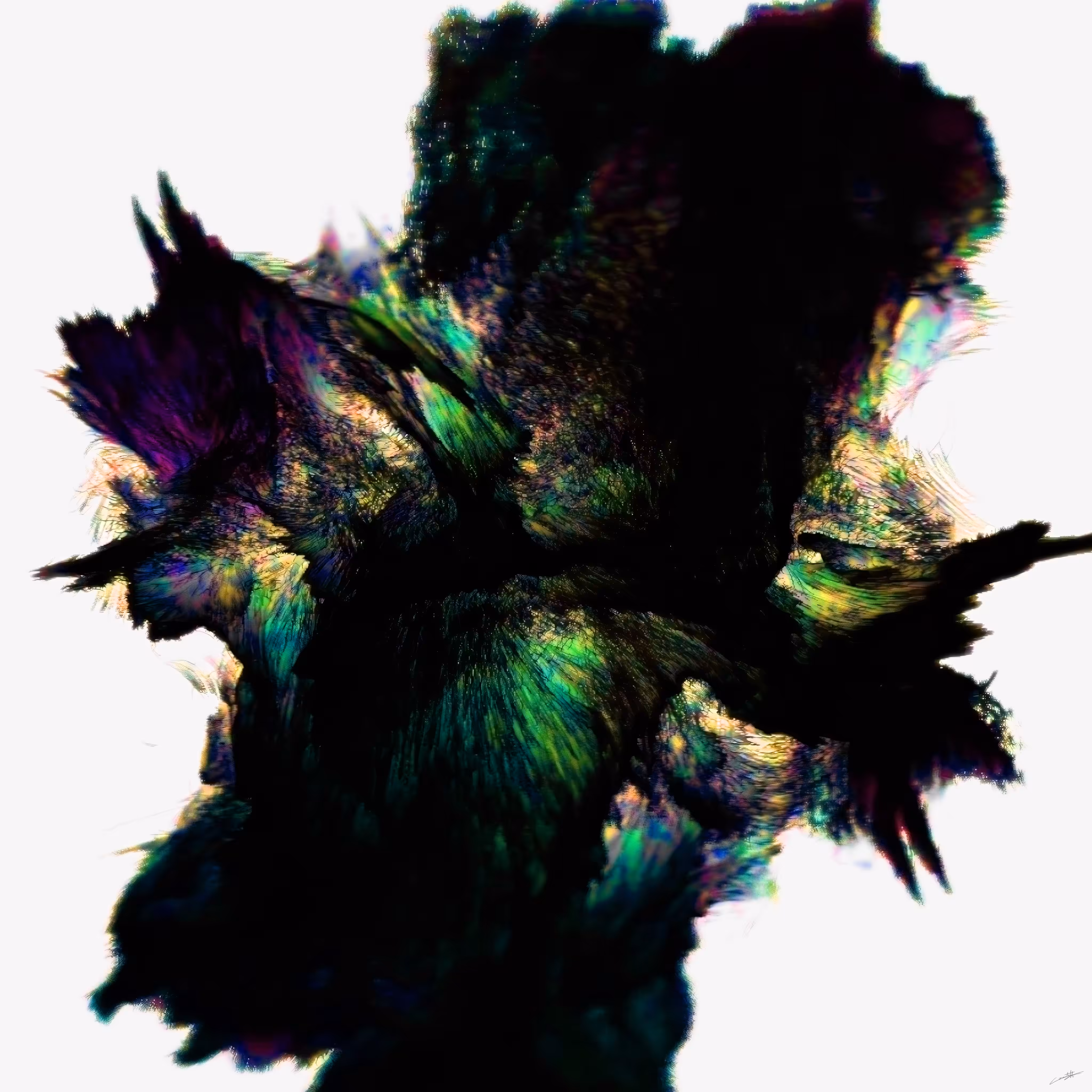 Lotus bloom #4