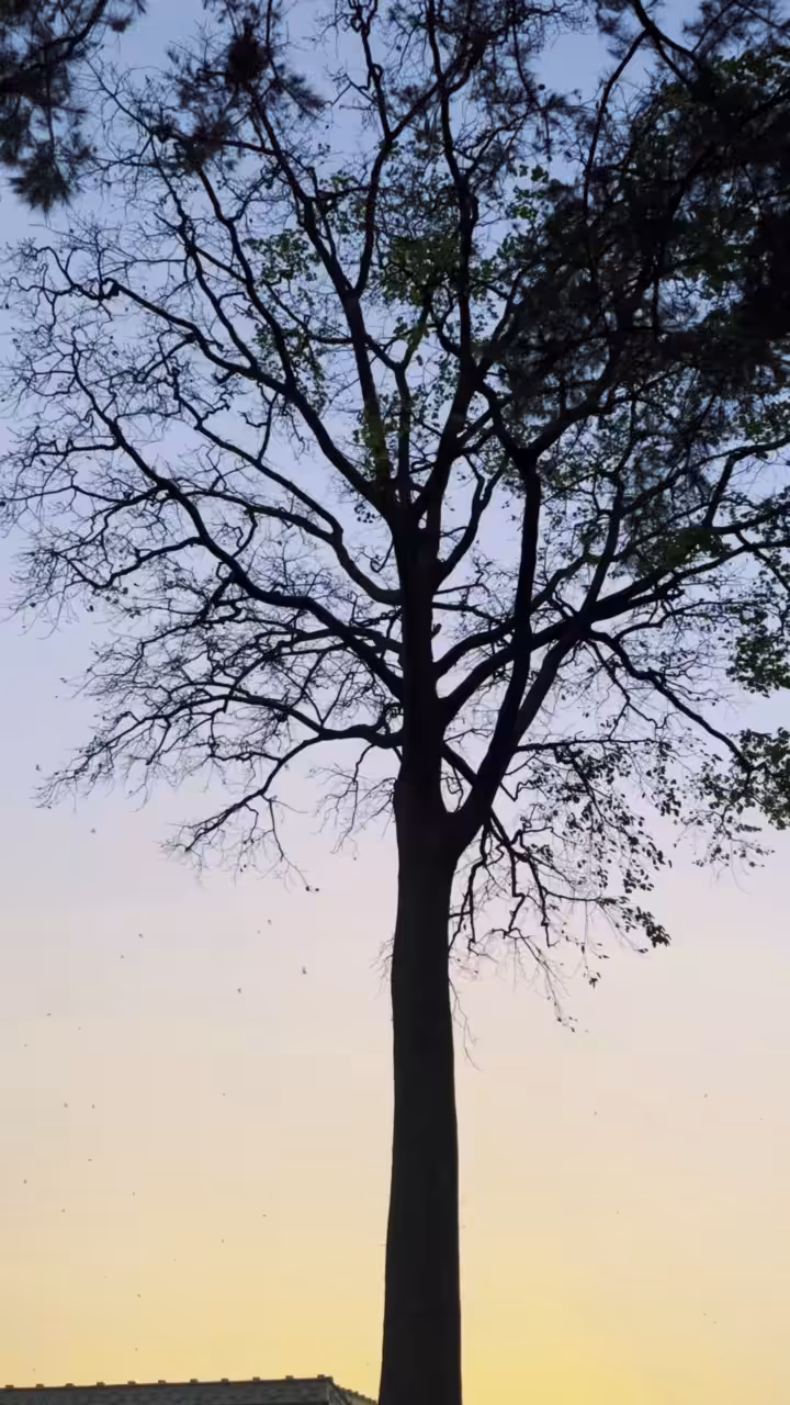 fly like the birds