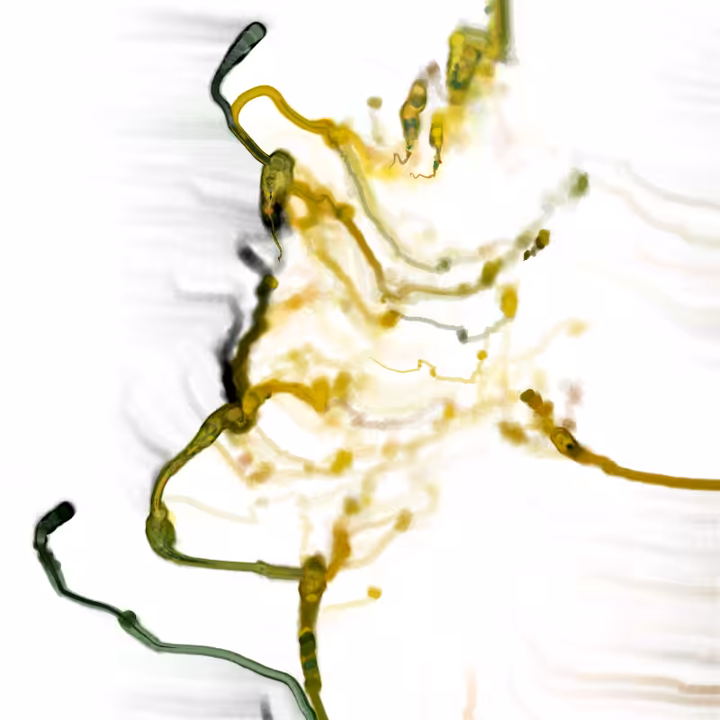 Hypericum #24