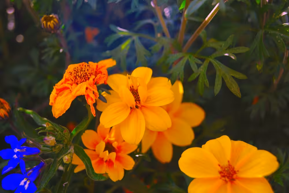 a beautifull orange flower