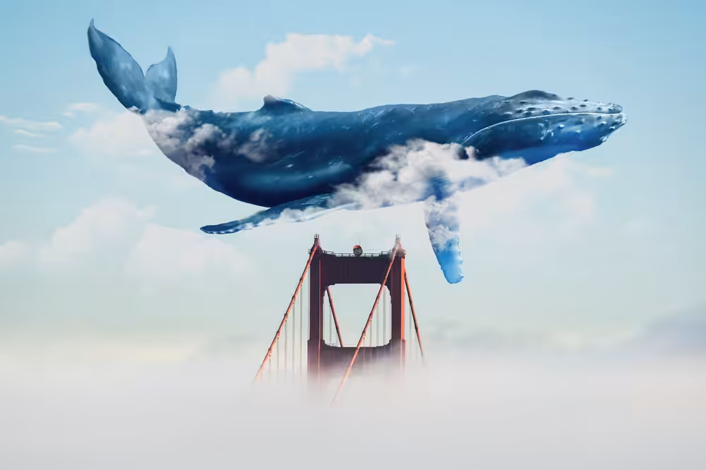 Whale Watching