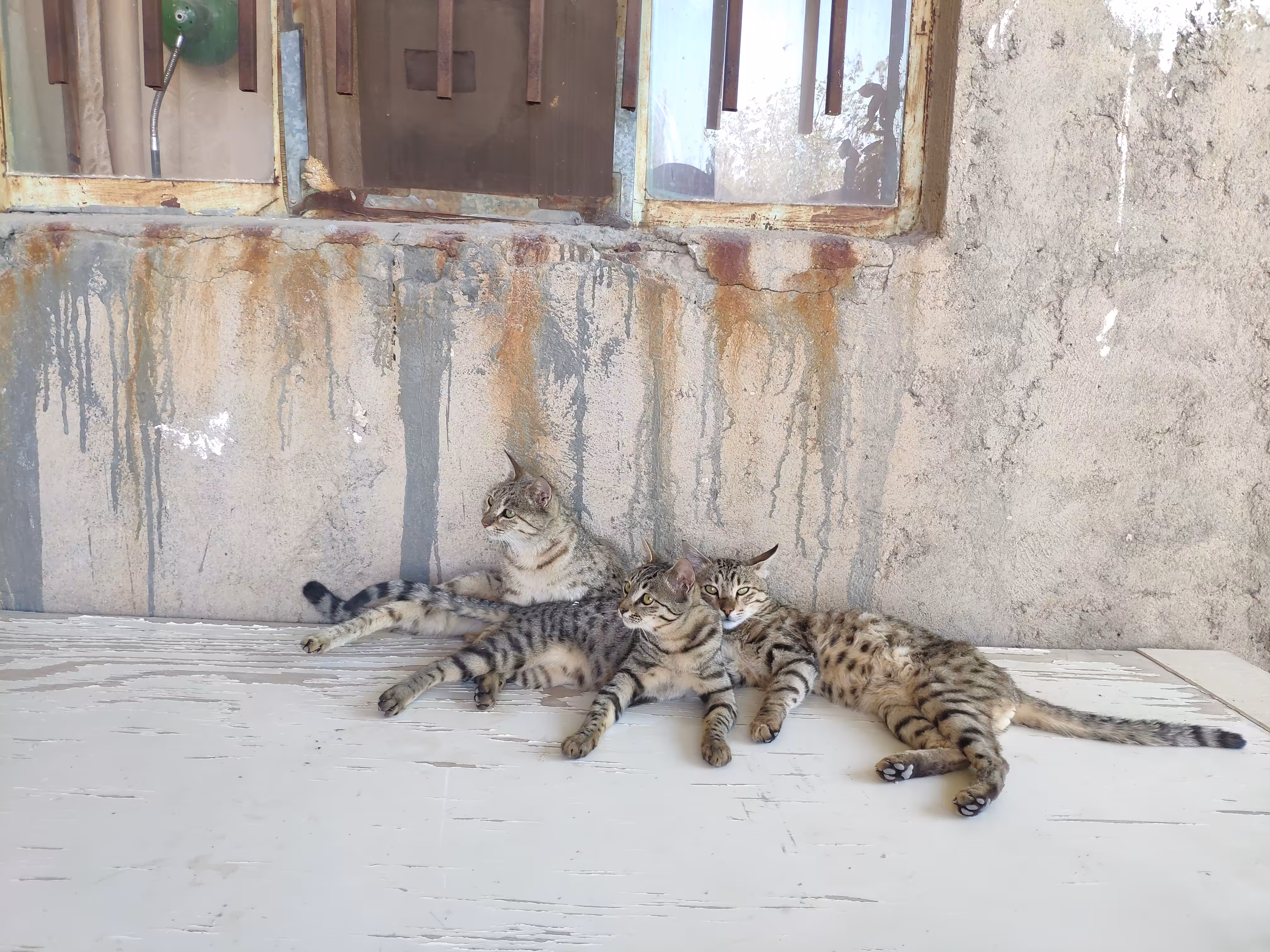 Goji Family Cat