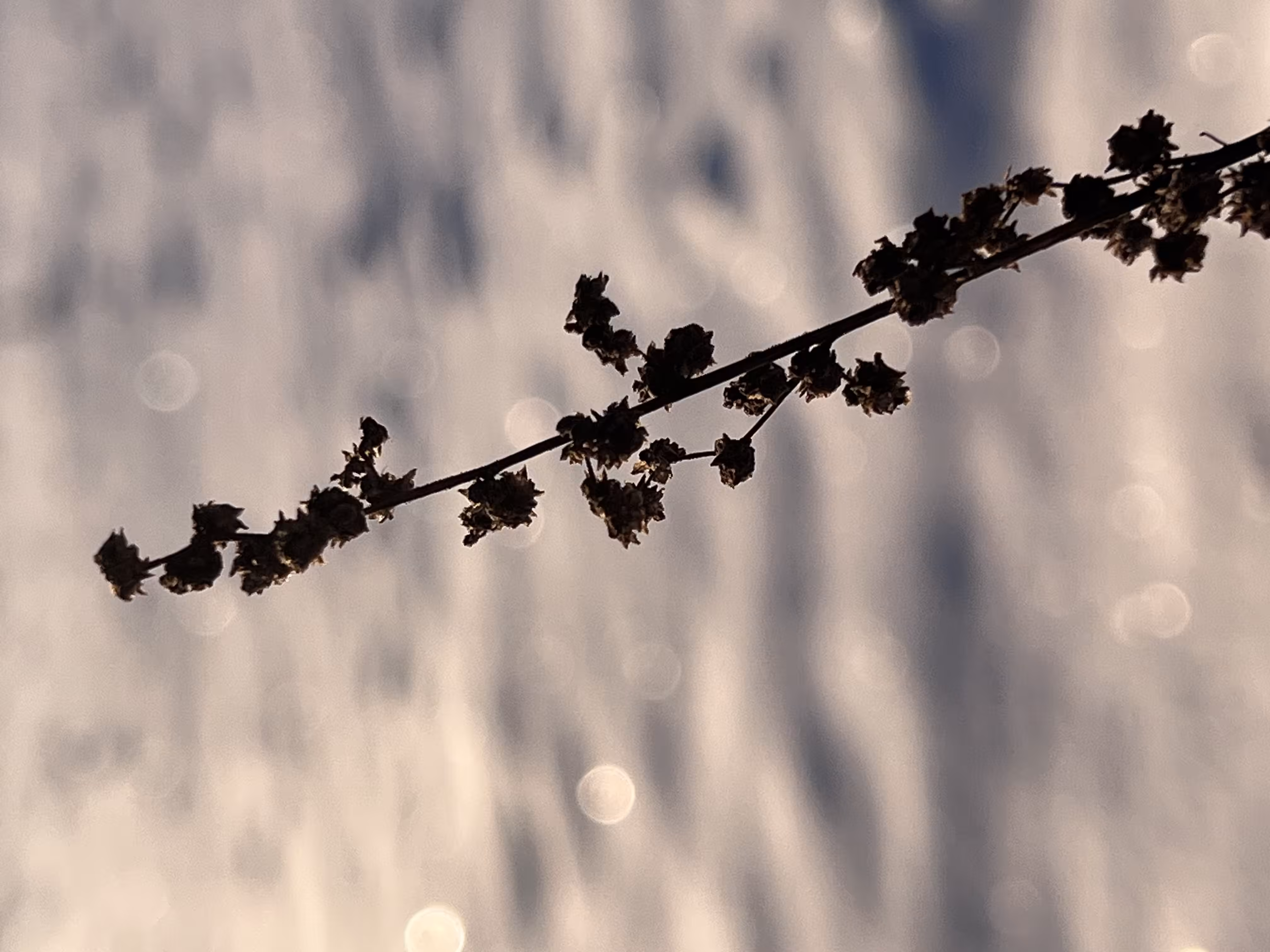 Waiting for spring 