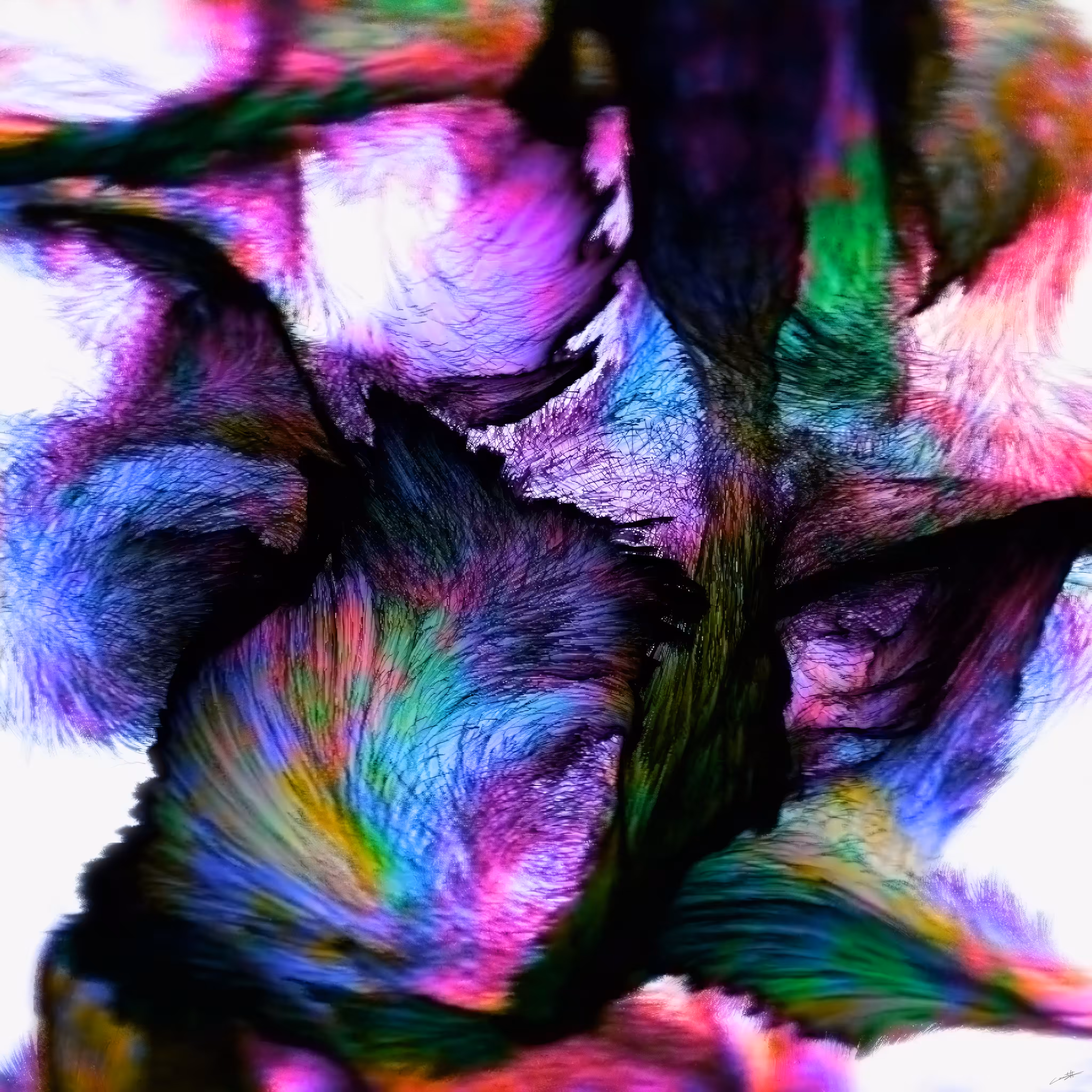 Lotus bloom #6