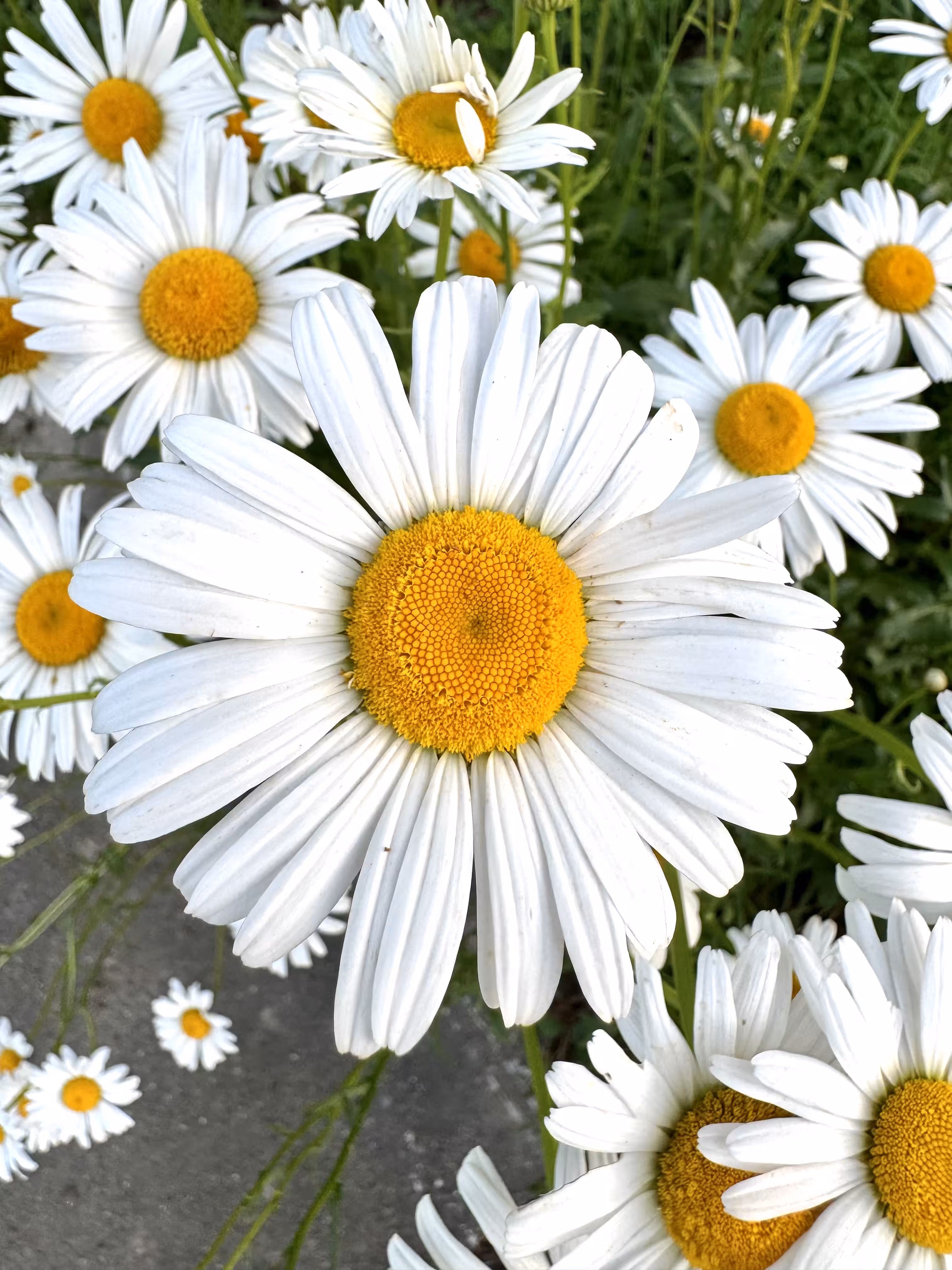 She Loves Me, She Loves Me Not
