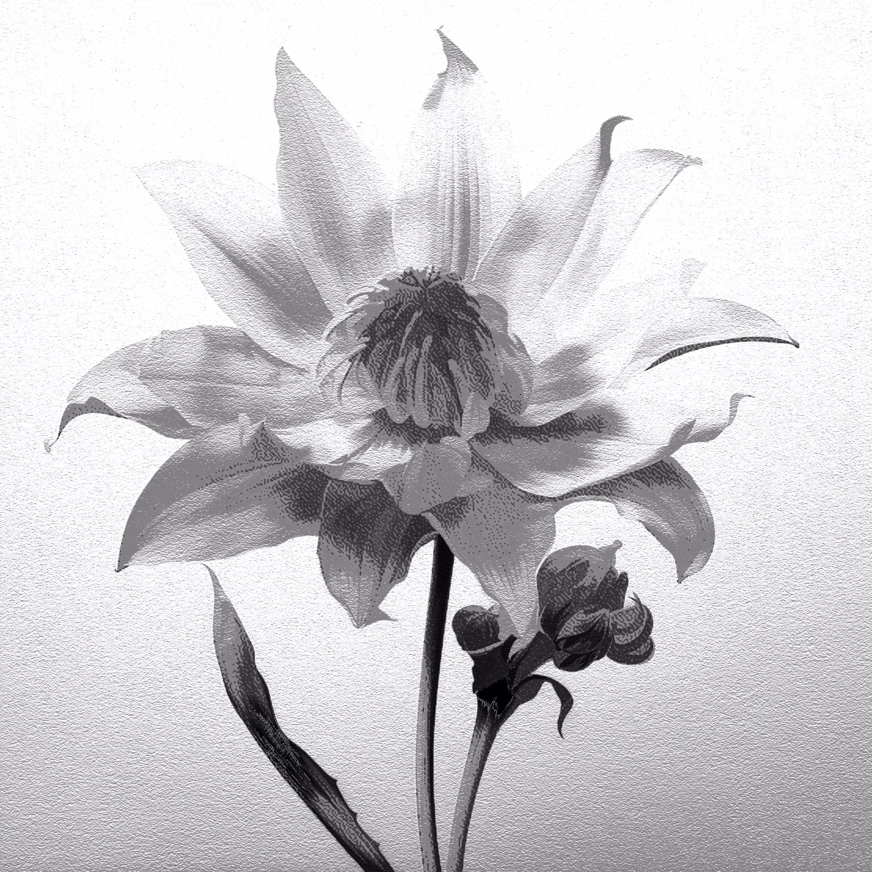 Hybrid flower - Steadfast