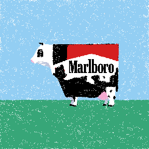 cow #130