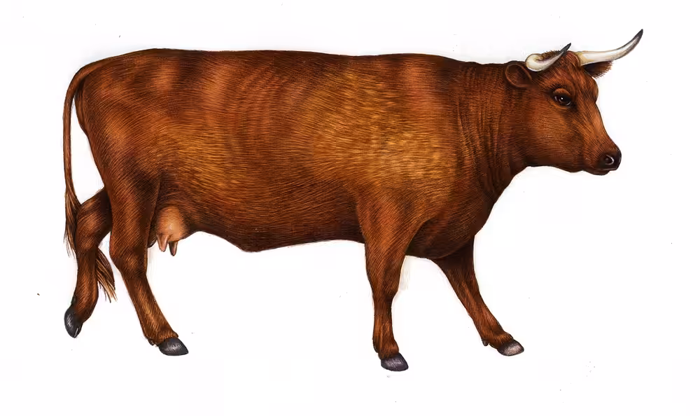 Red Devon Cow
