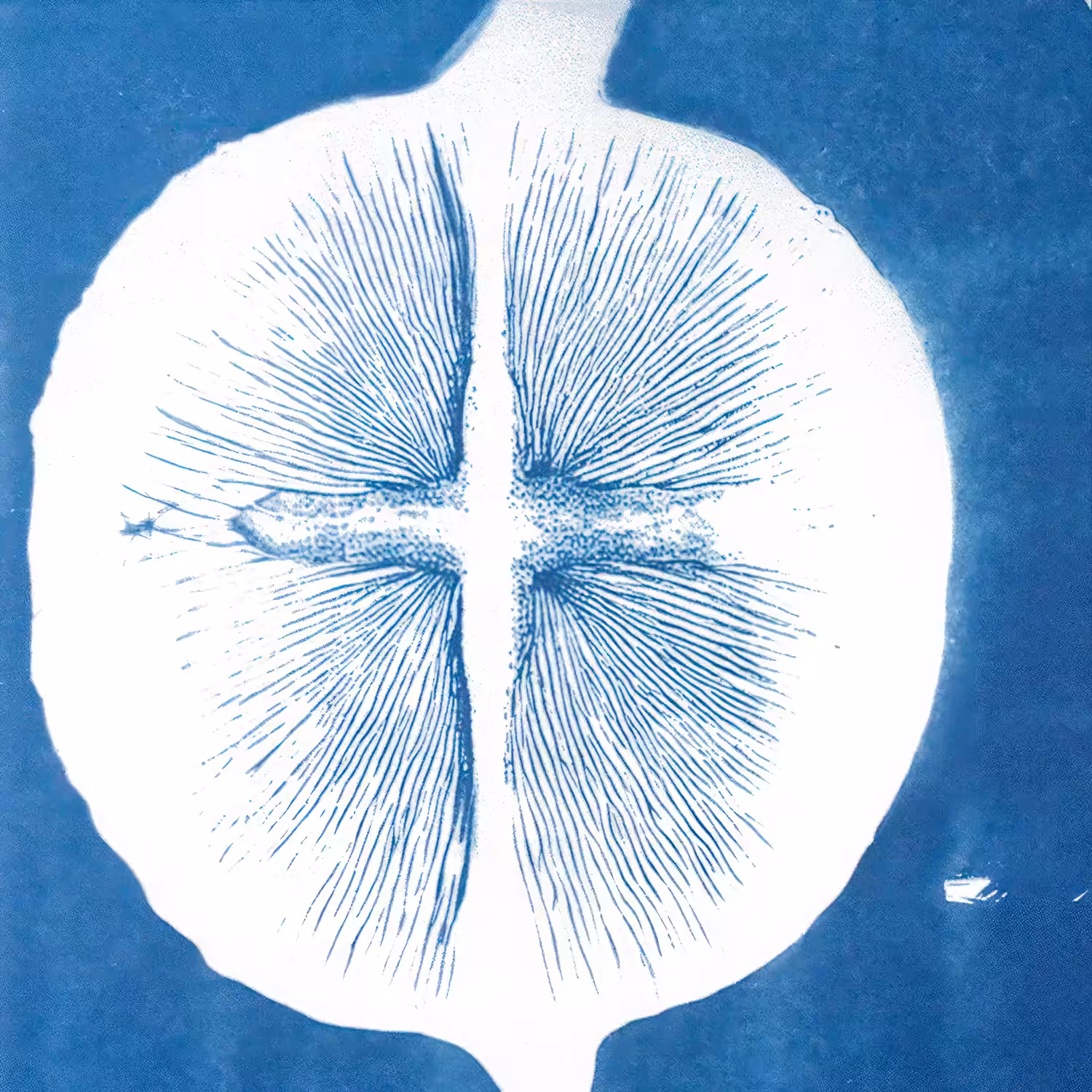 Unicellular Impressions