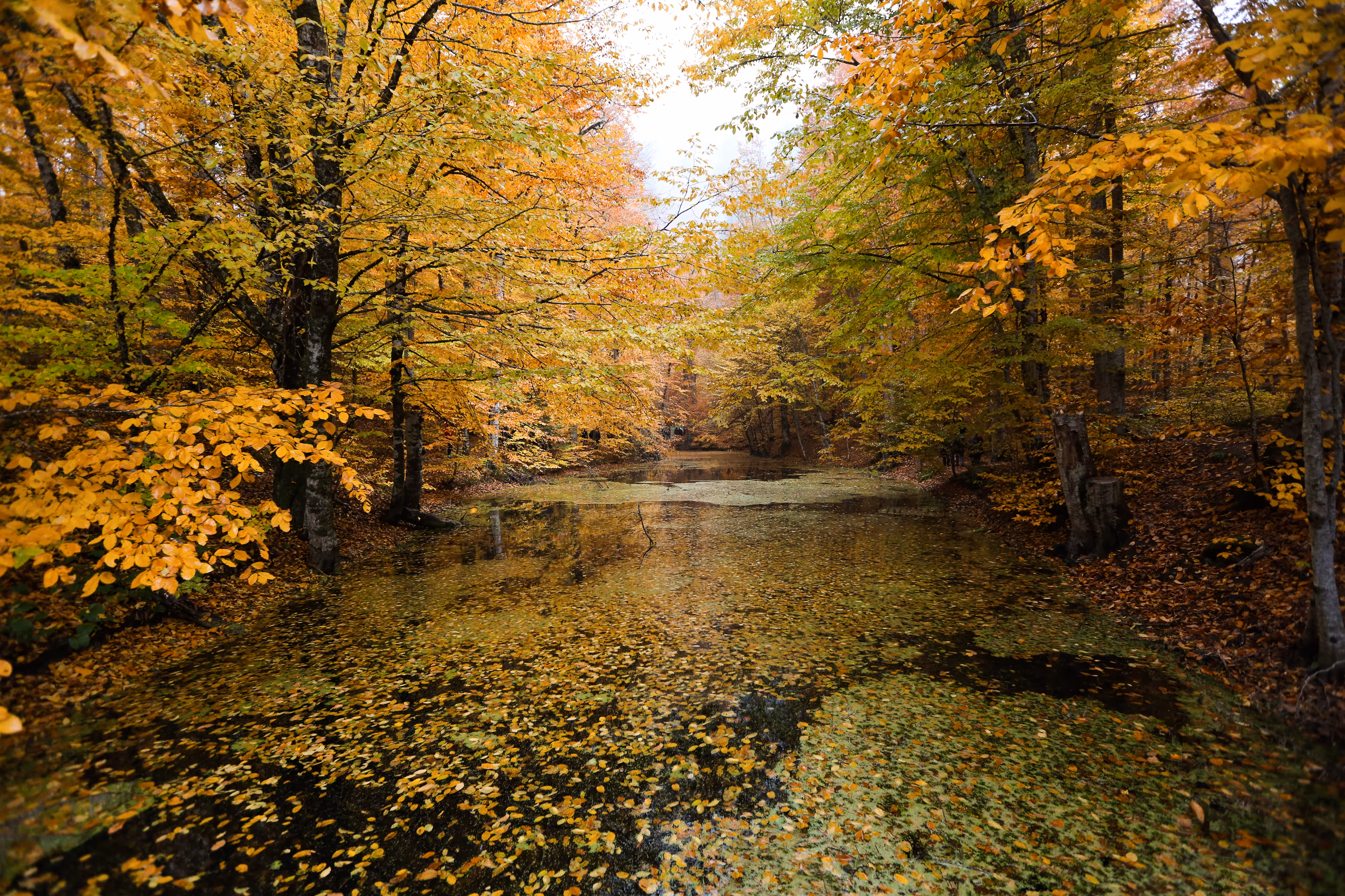Colors Of Nature #2