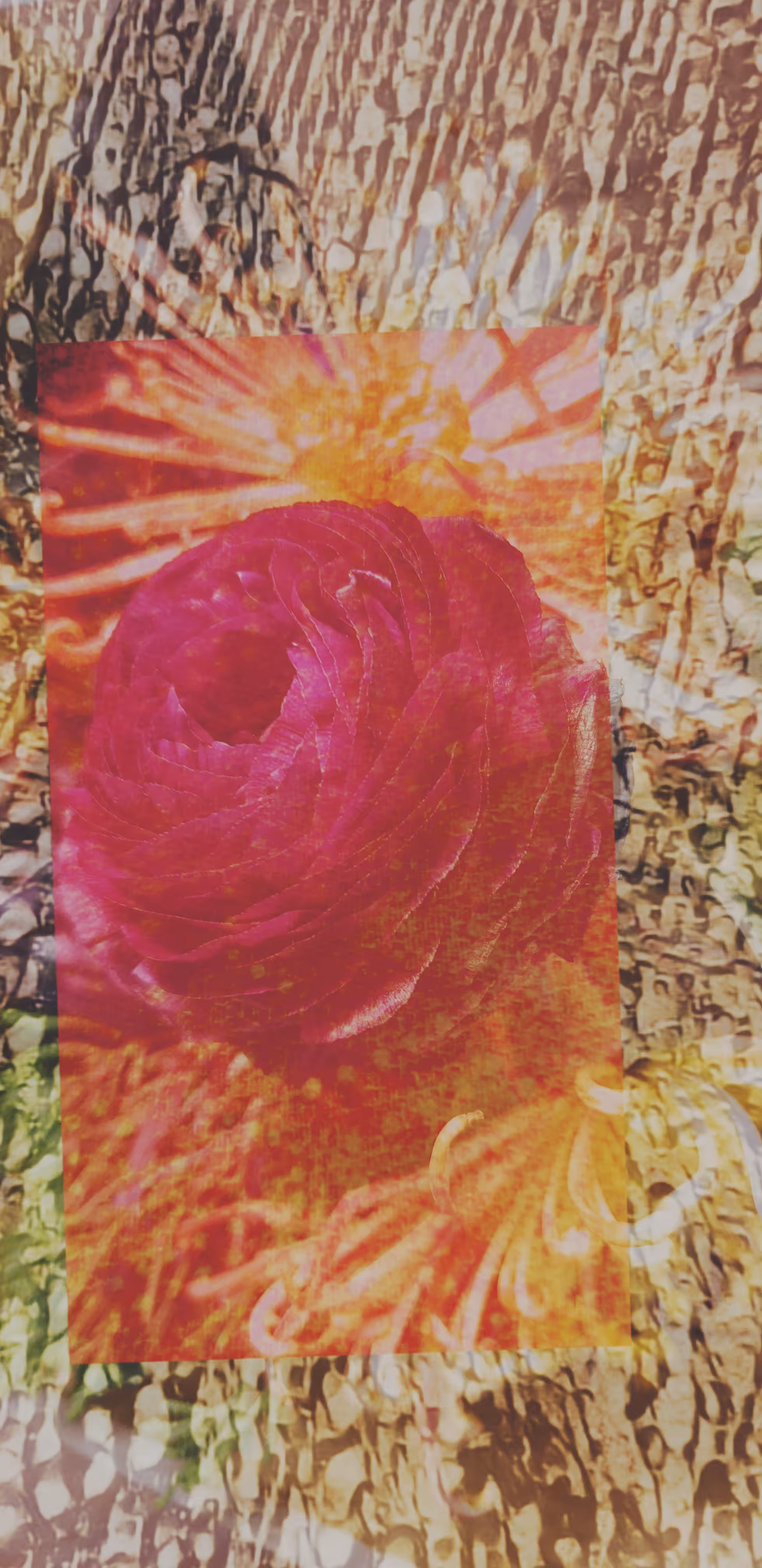 Good night bloody ranunculus.