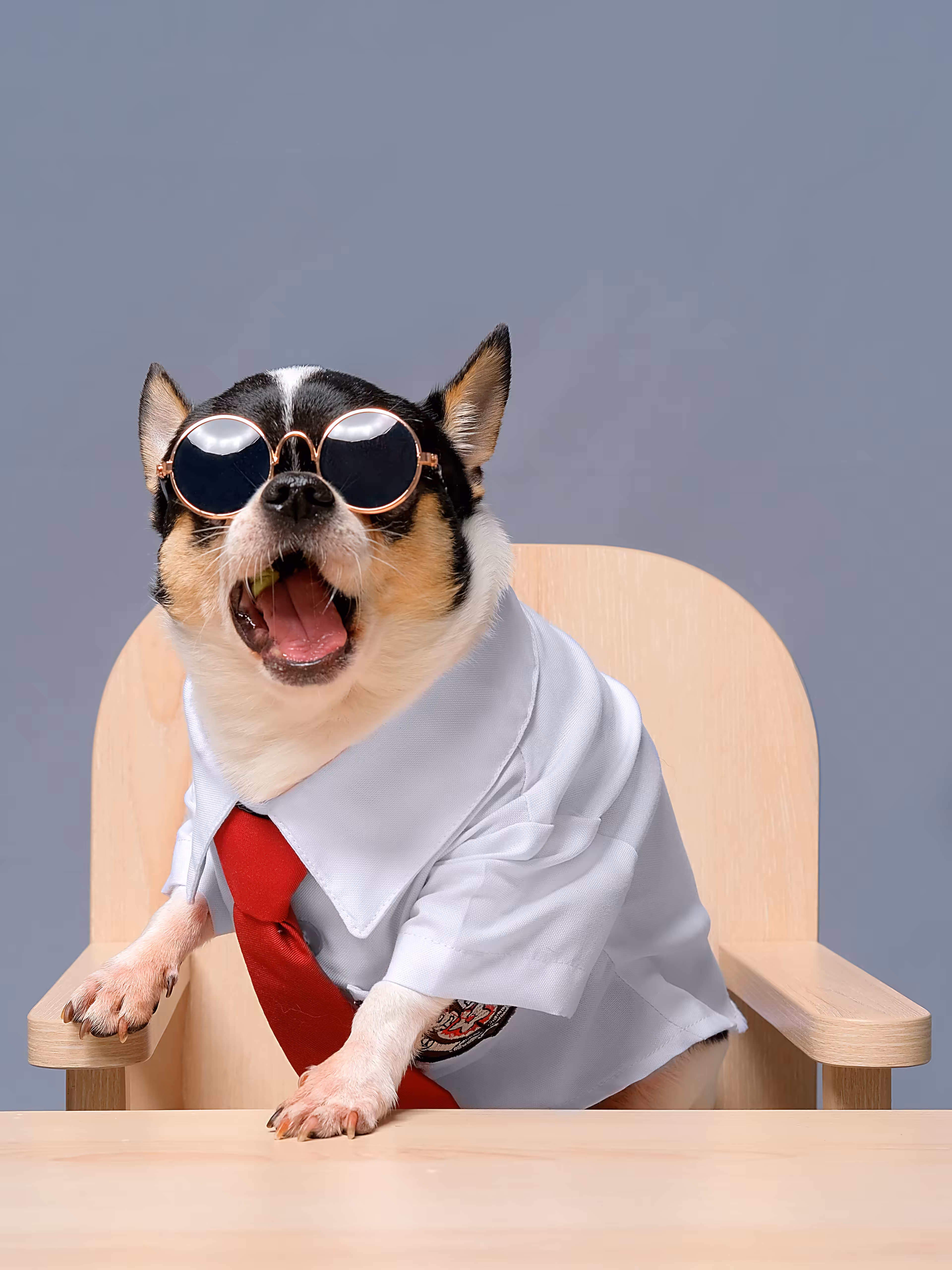 Laughing Chihuahua