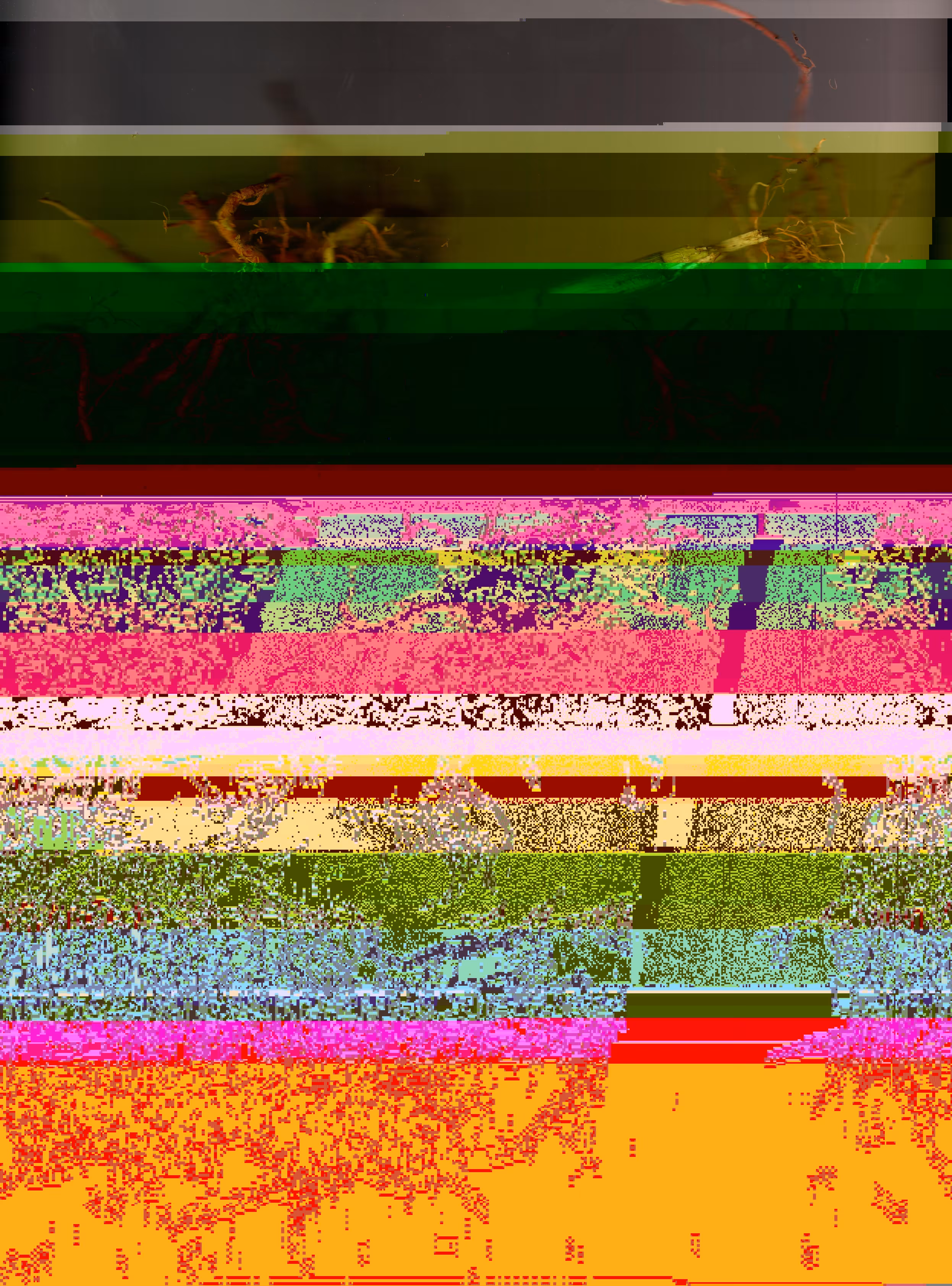 Blorgg Honklorph Malfonxia l[5]