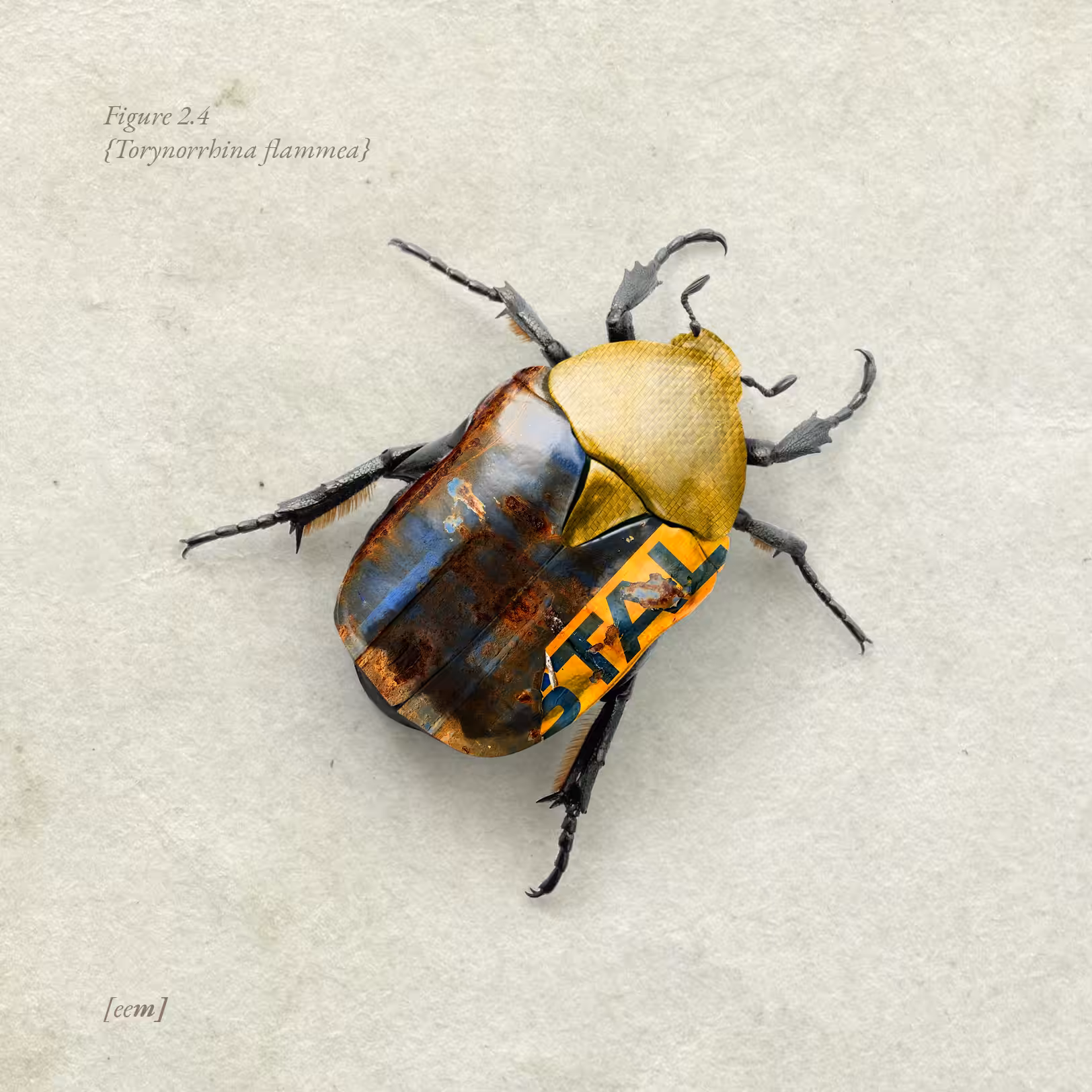 Figure 2.4 {Torynorrhina flammea}
