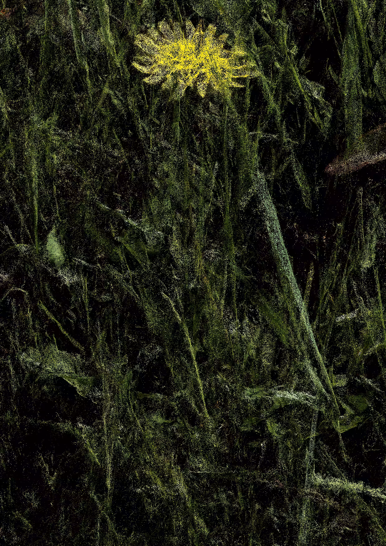 Overgrowth 0018