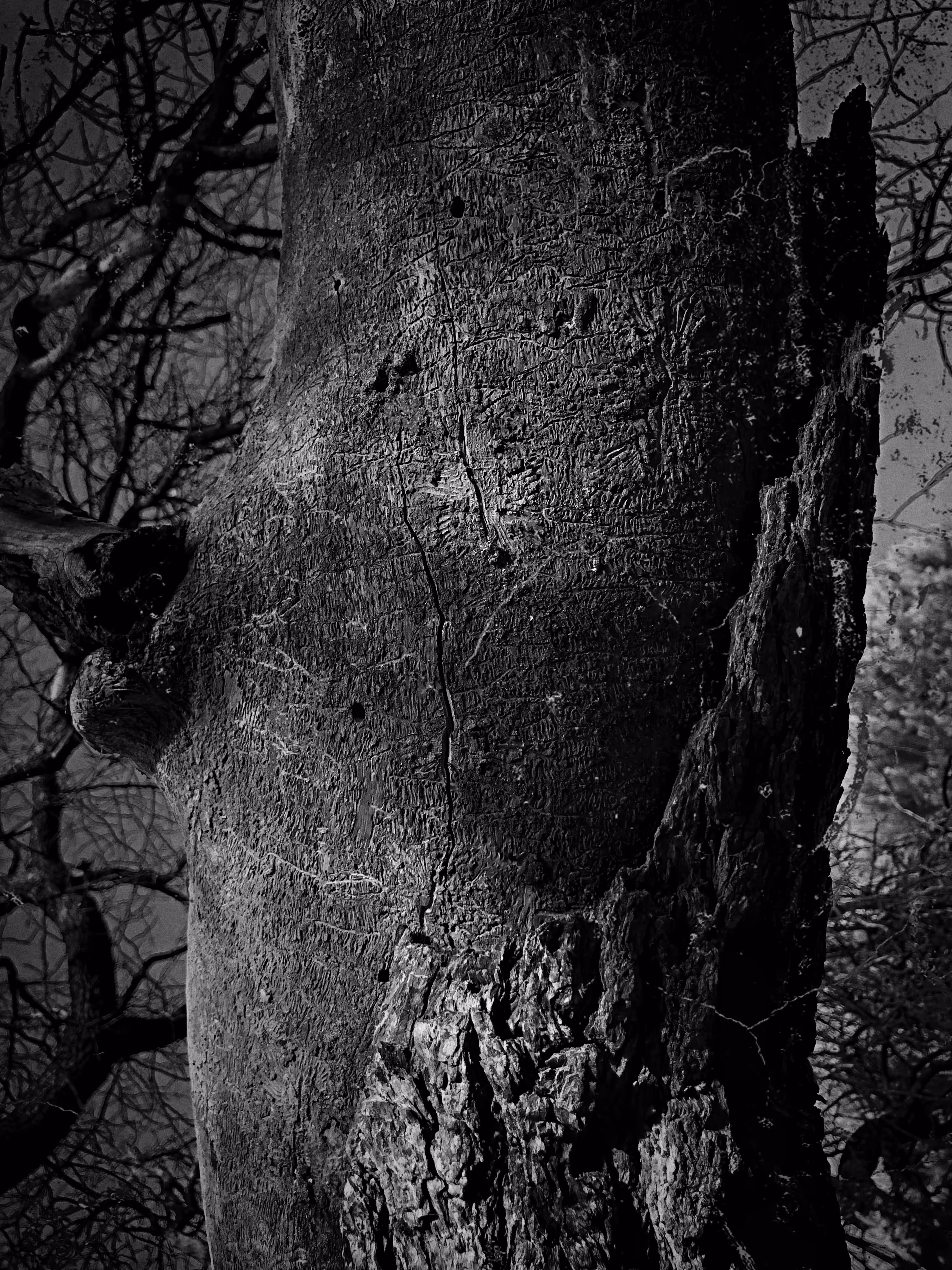 Root and Consciousness