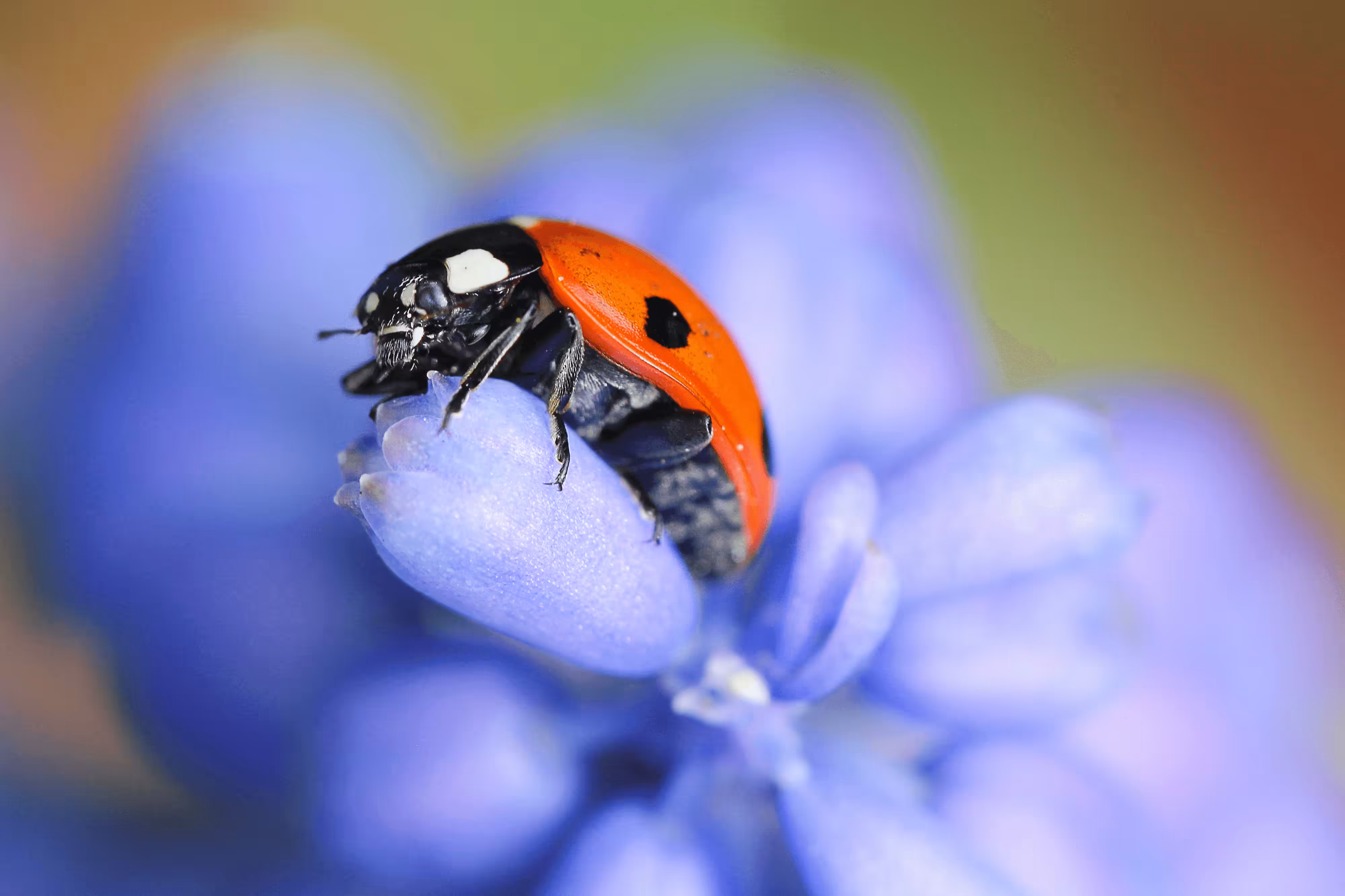 Ladybird On Blue Flowers
