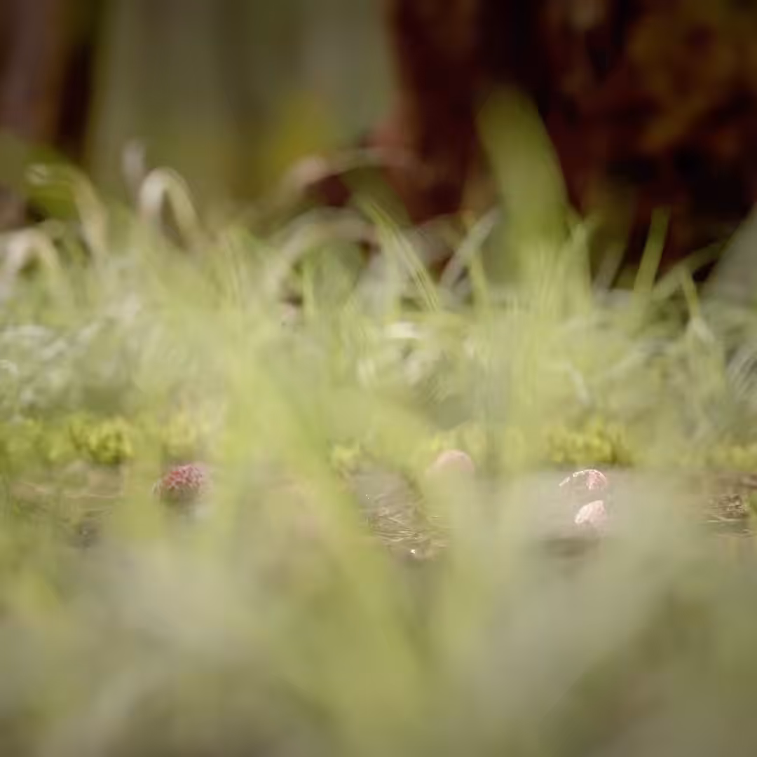 Mushrooms Emerge