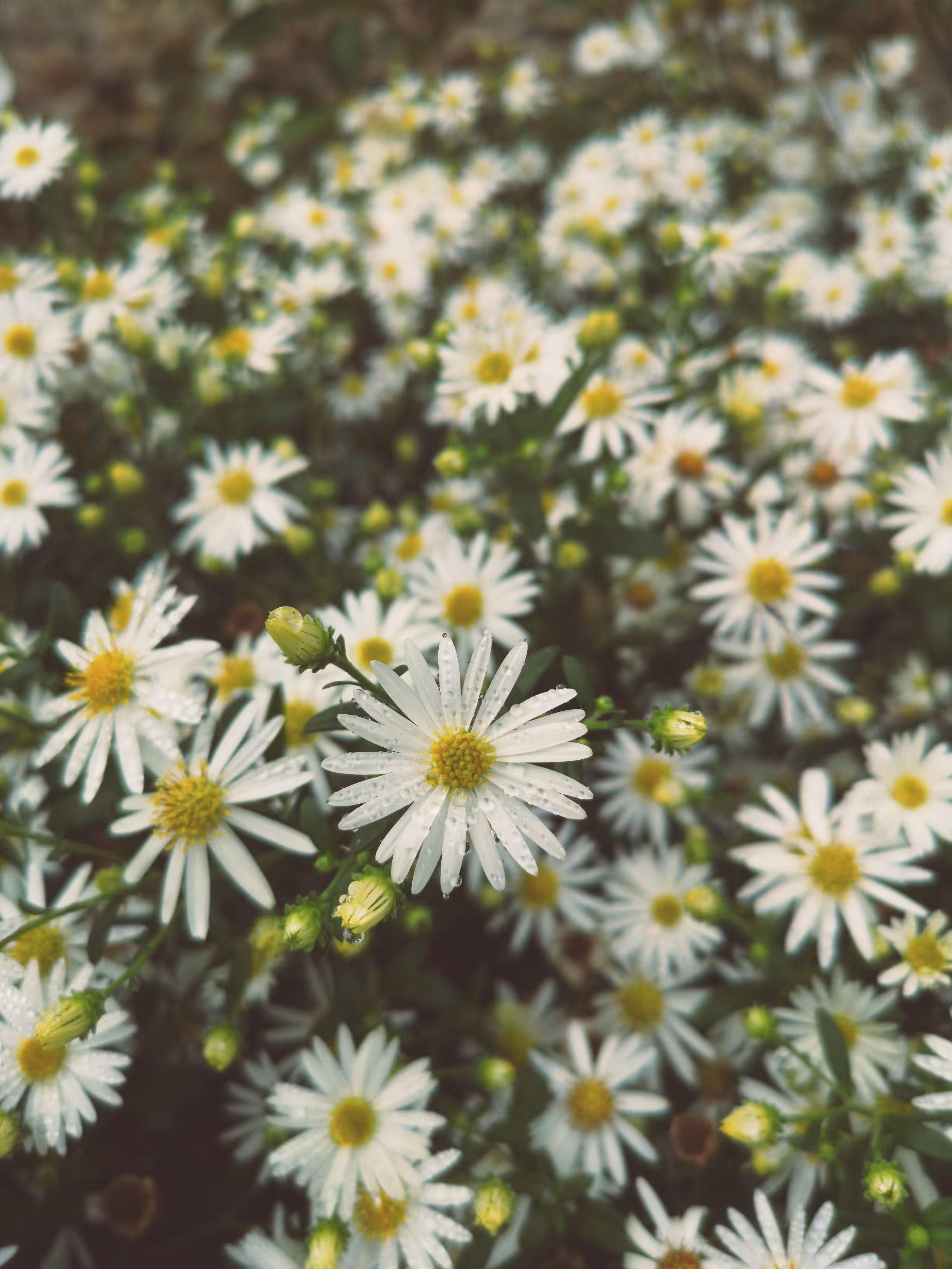 Daisies or Chamomile