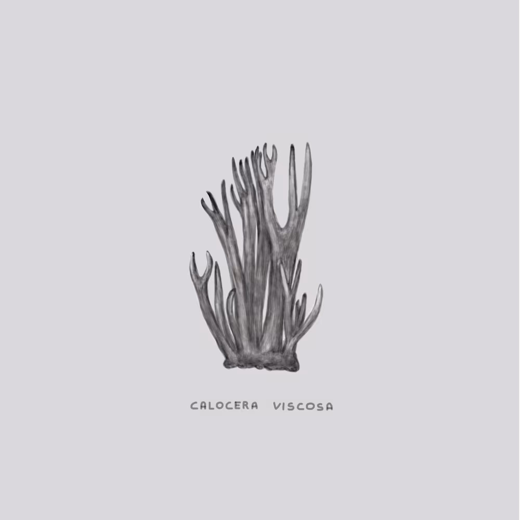 #24 DIG - Calocera Viscosa