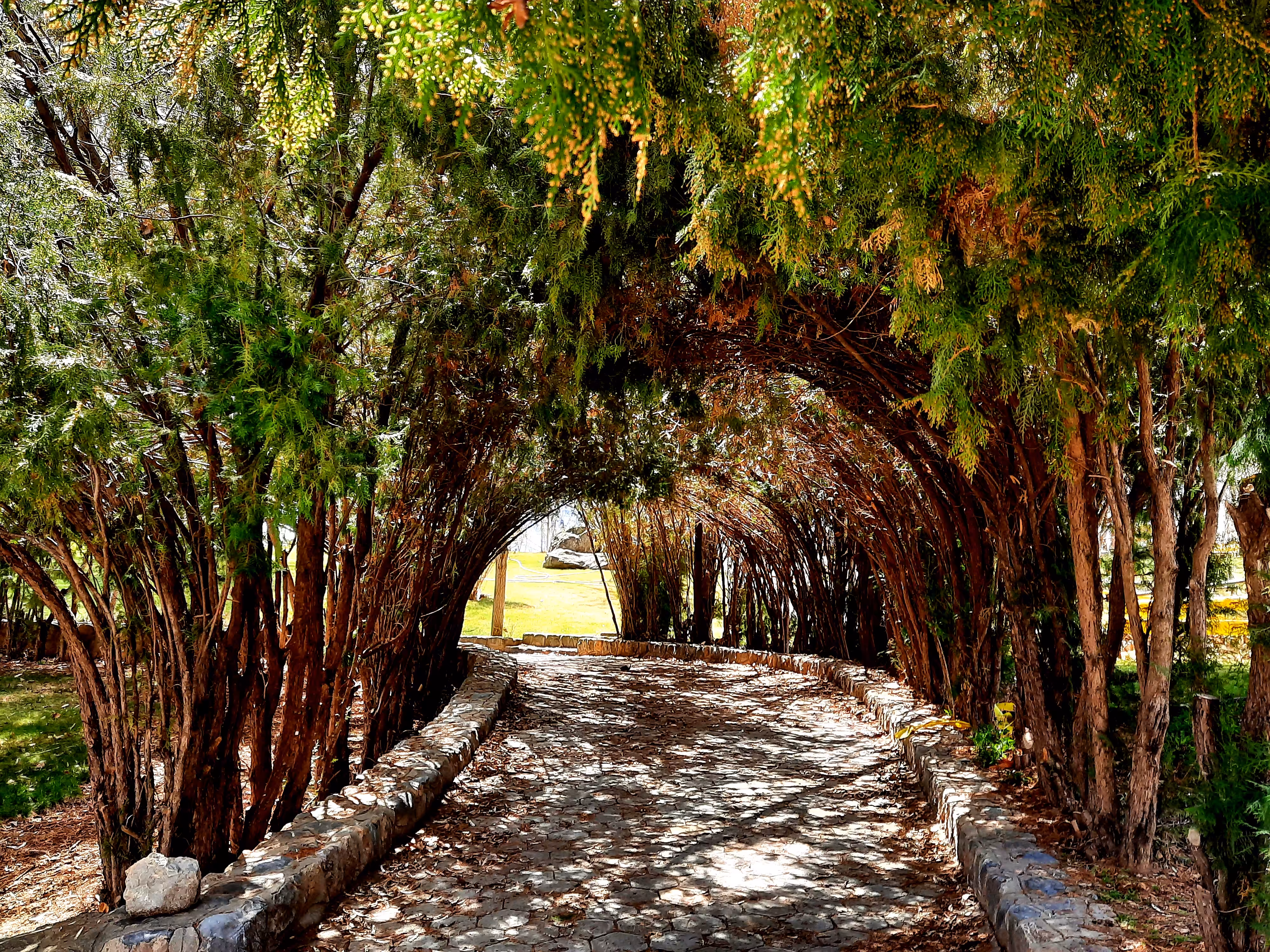 The end of the tree tunnel