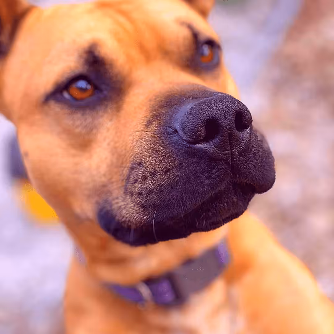 ElliotTheDog