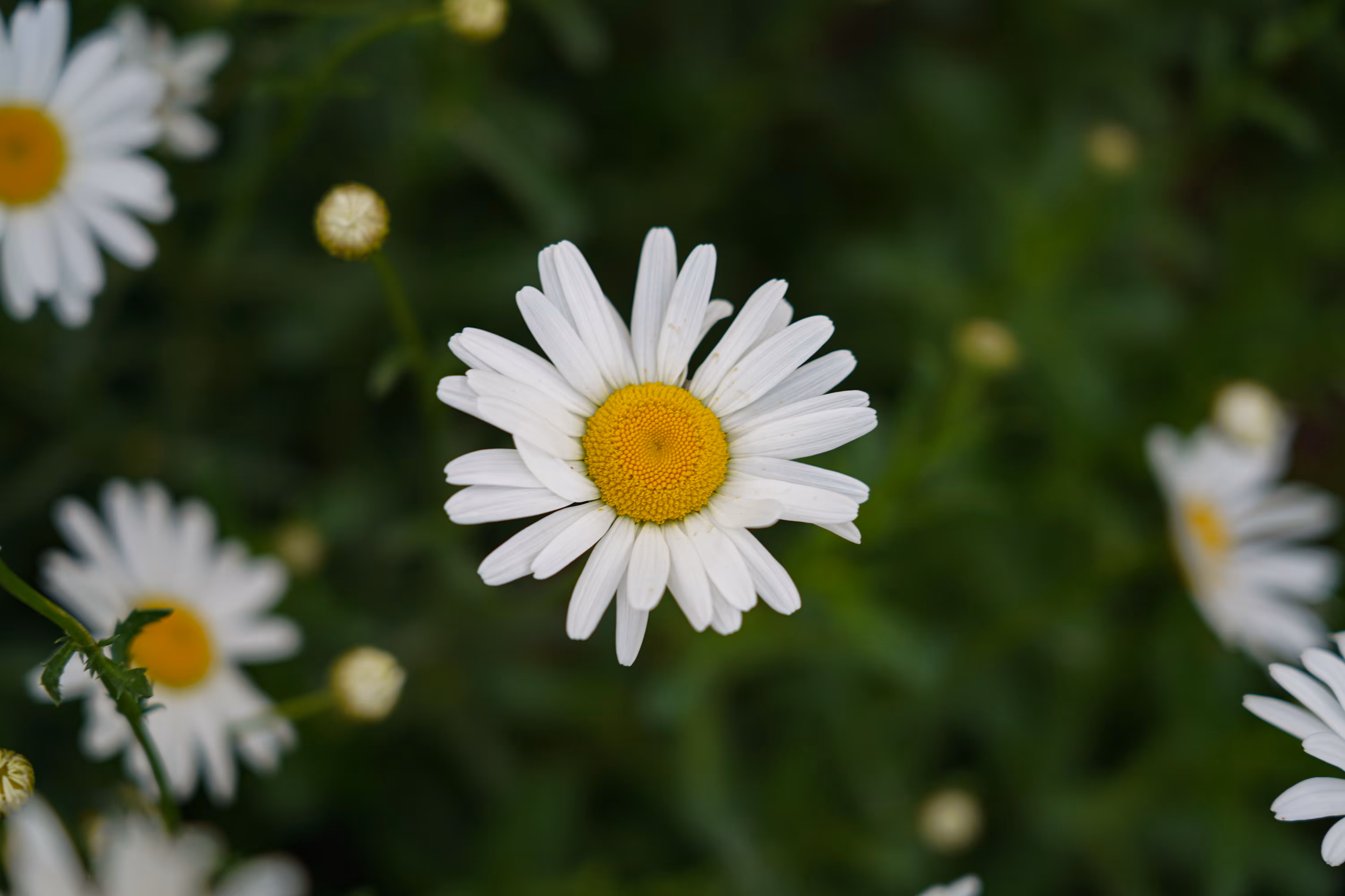 flowers: Light in the Shadow