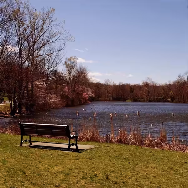 The Bench