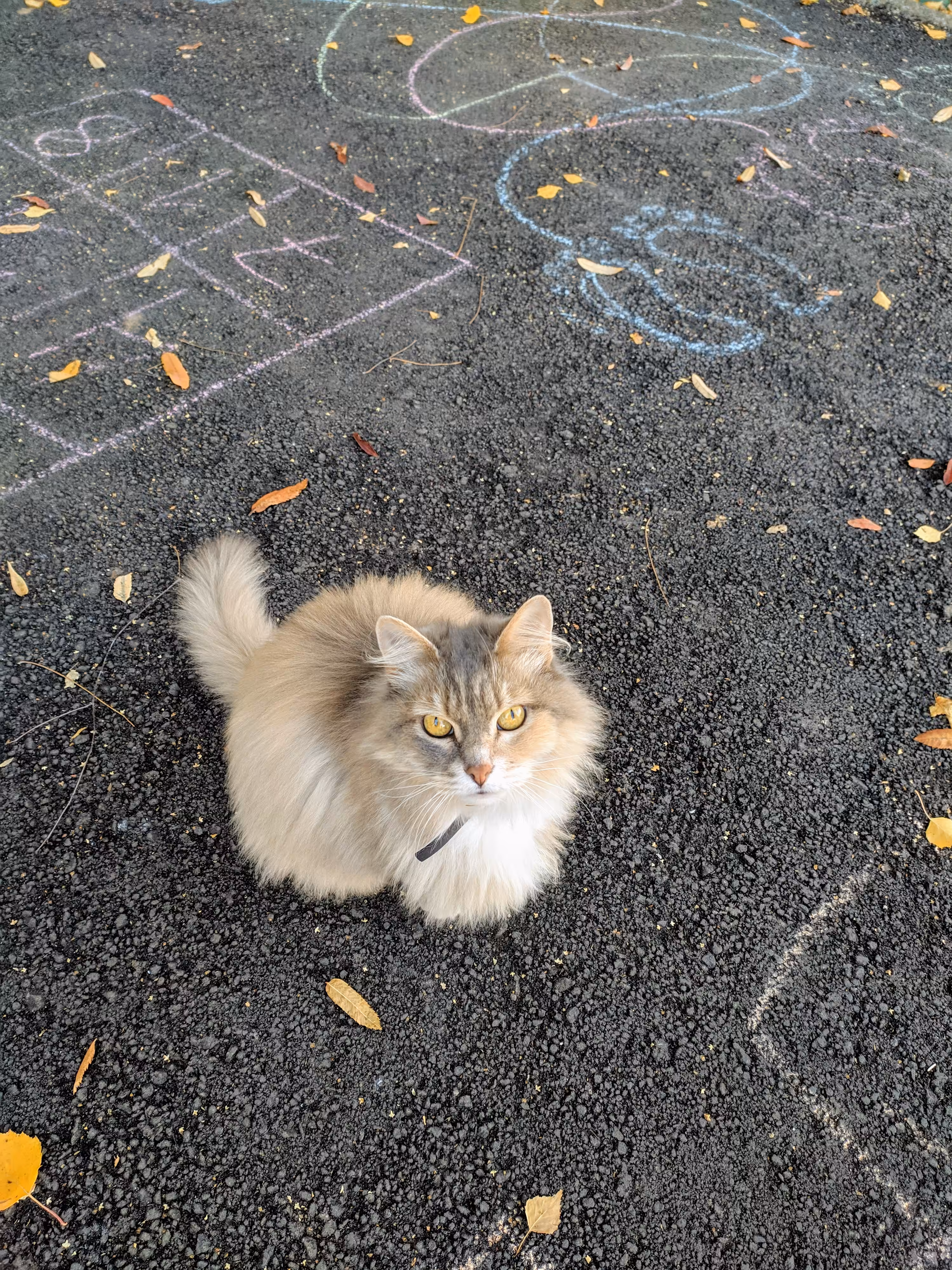 Another cat I've met the other day, Russia #3