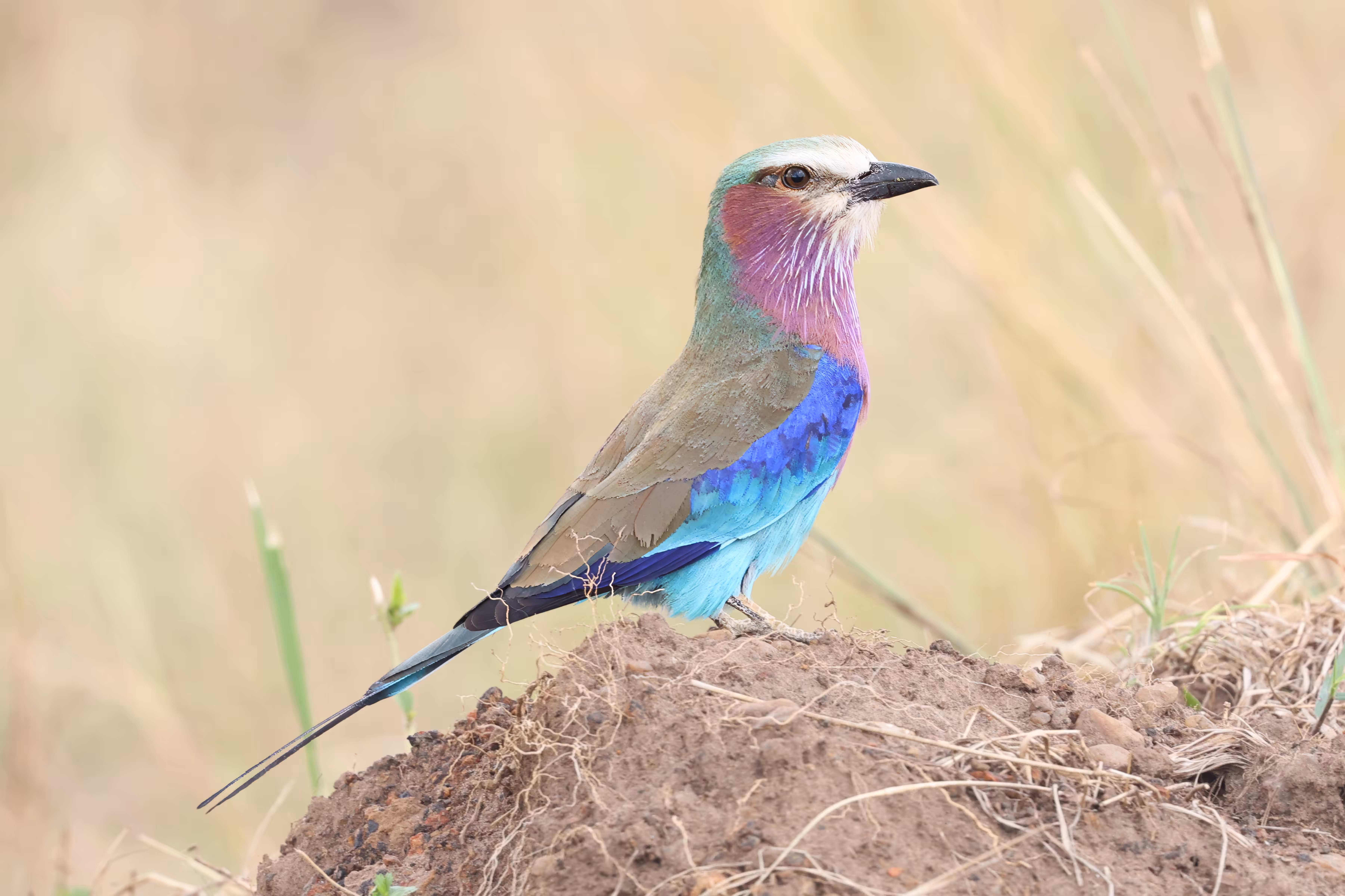#OneToadPhotography: Lilac Breasted Roller