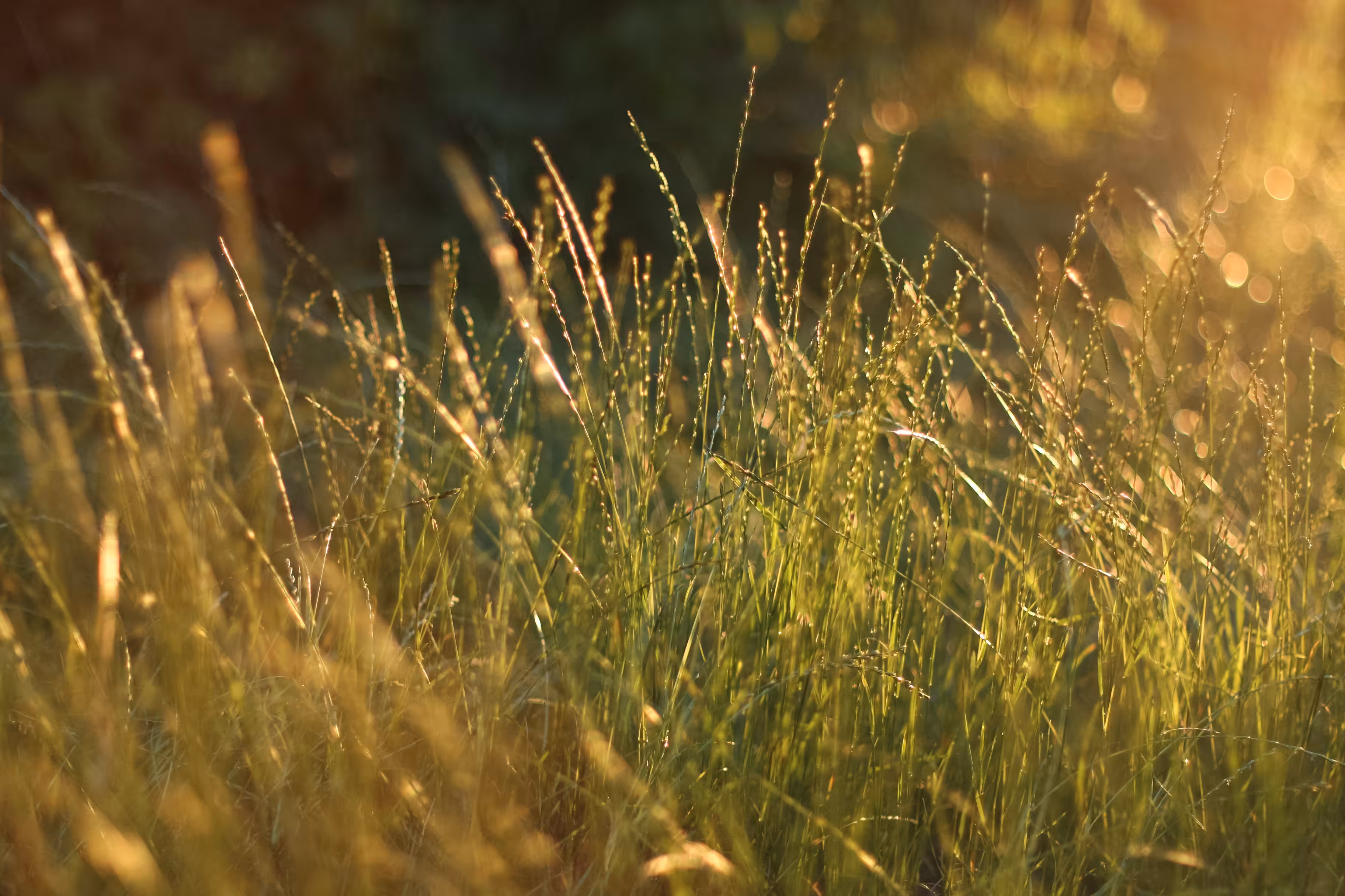 Harmony of Nature: minute to sunset 
