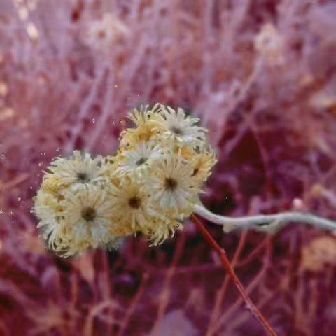 A crazy Flower