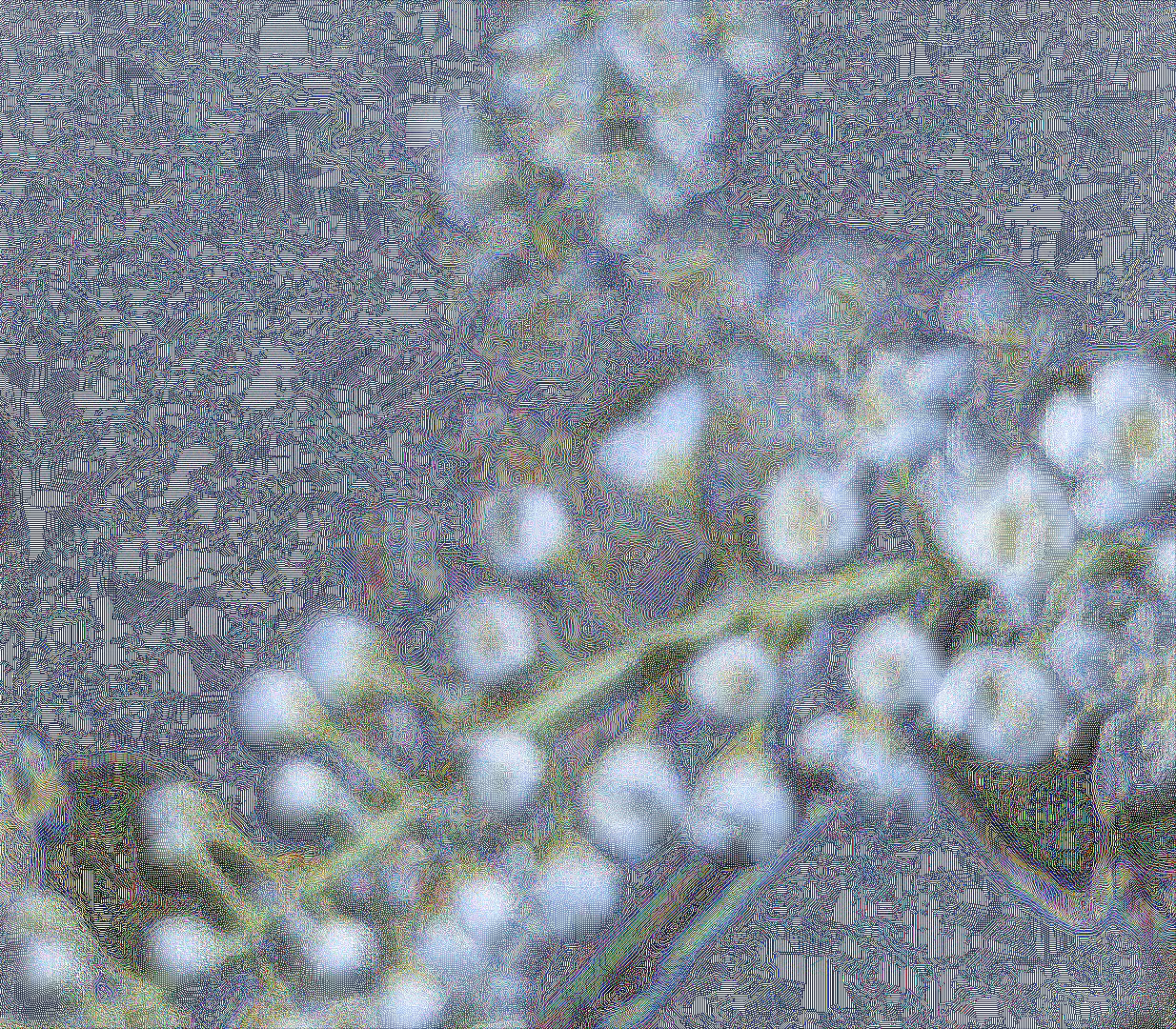 winflower