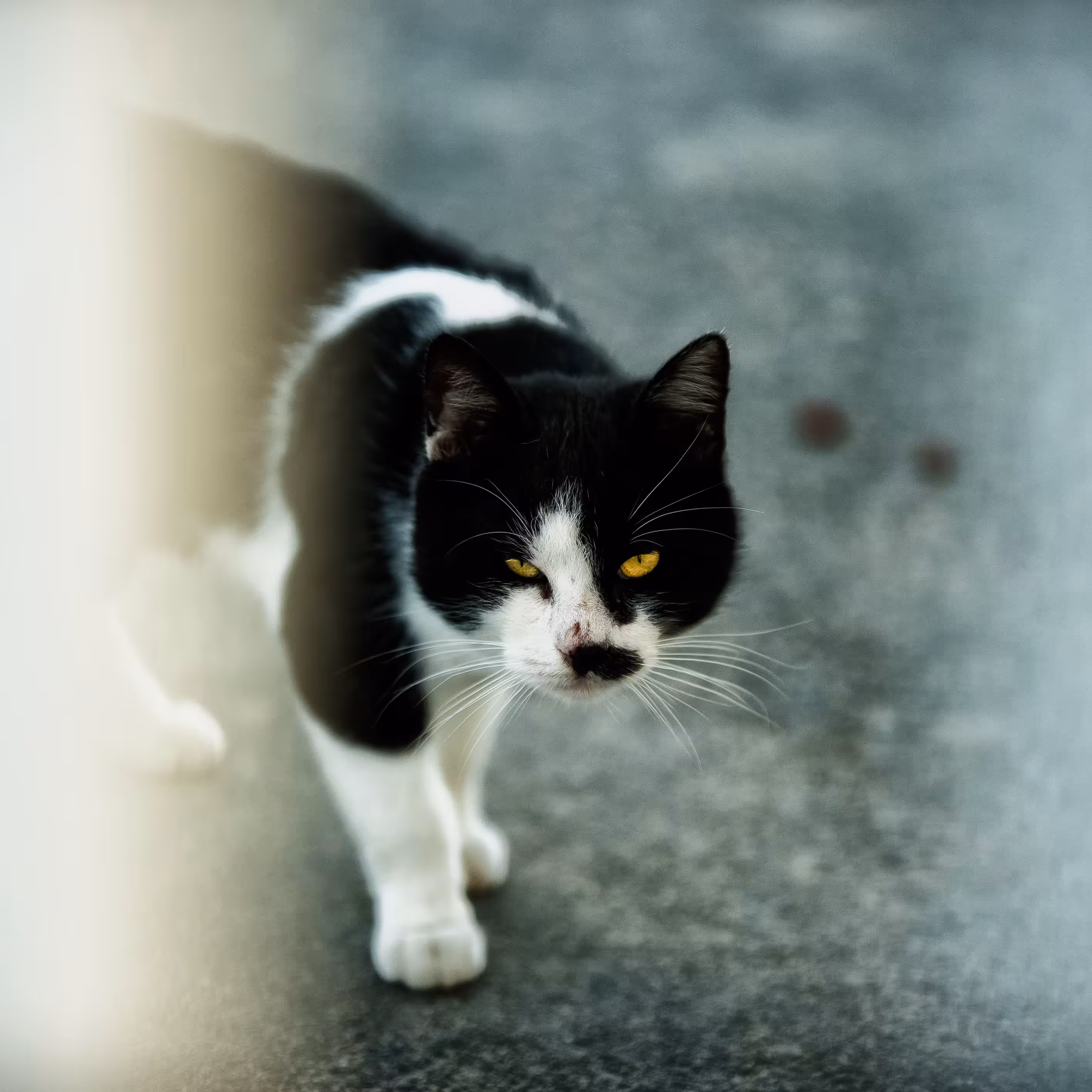 Life With Cats #1