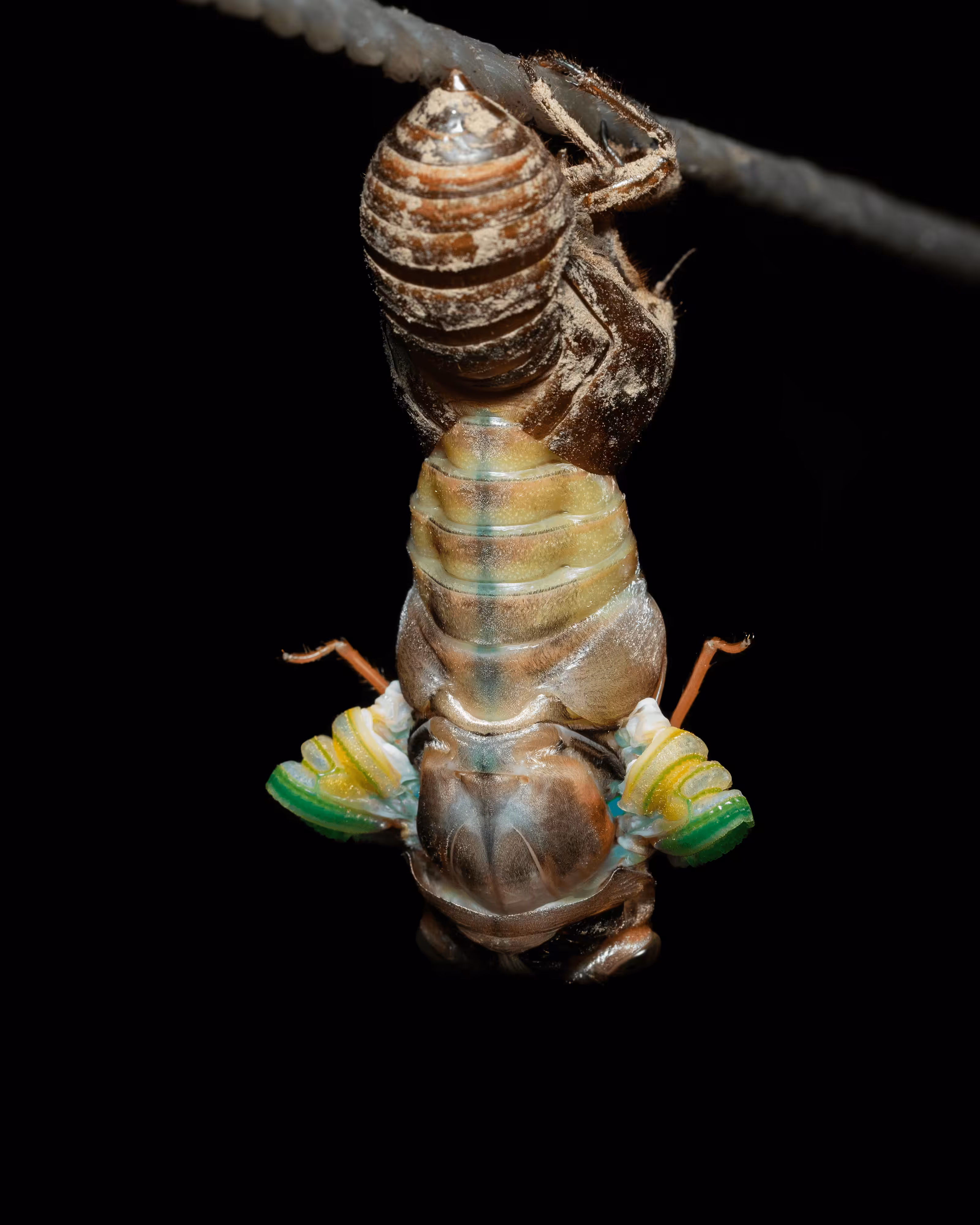 Cicada Emerging