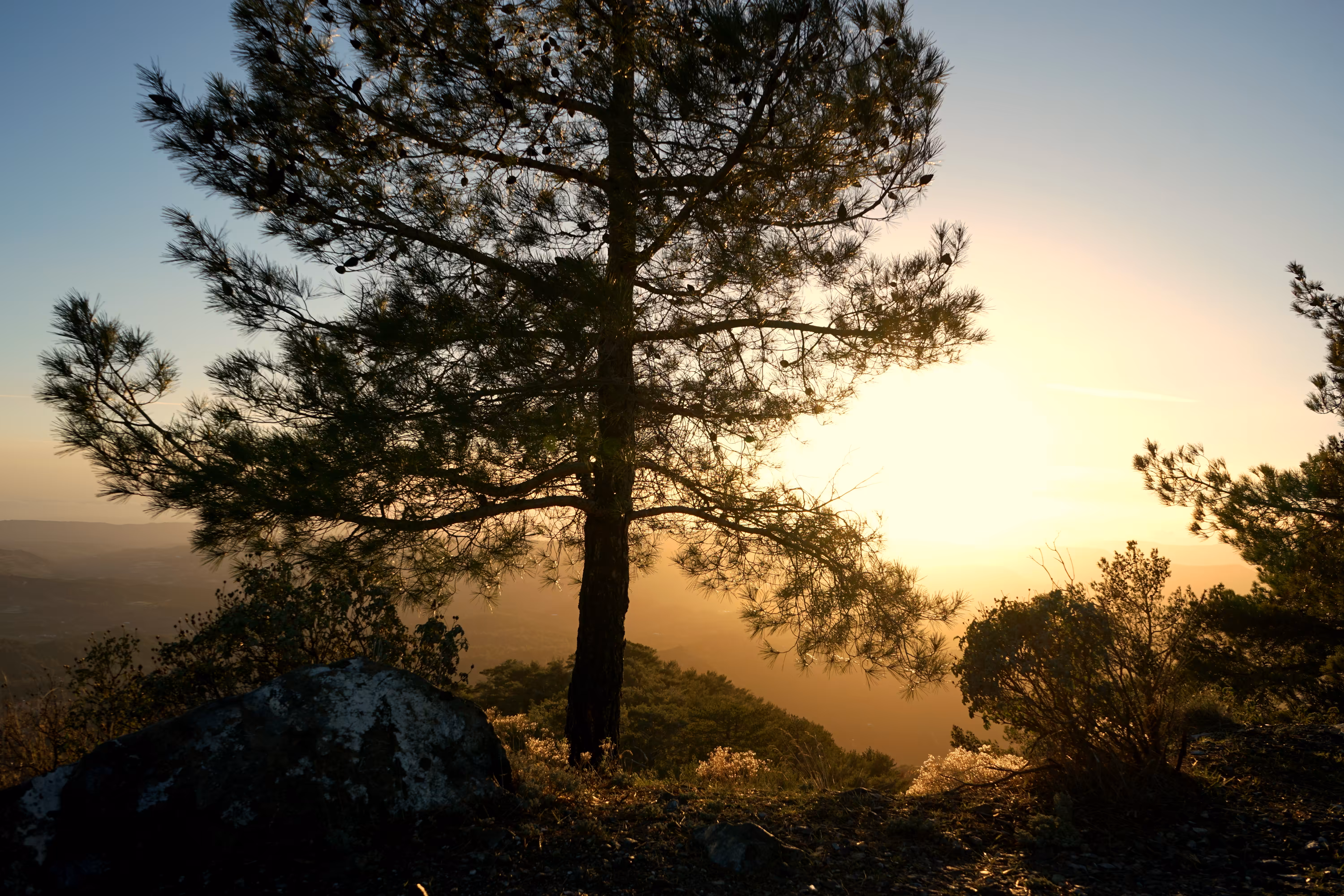 The Forest Mist- Part 2