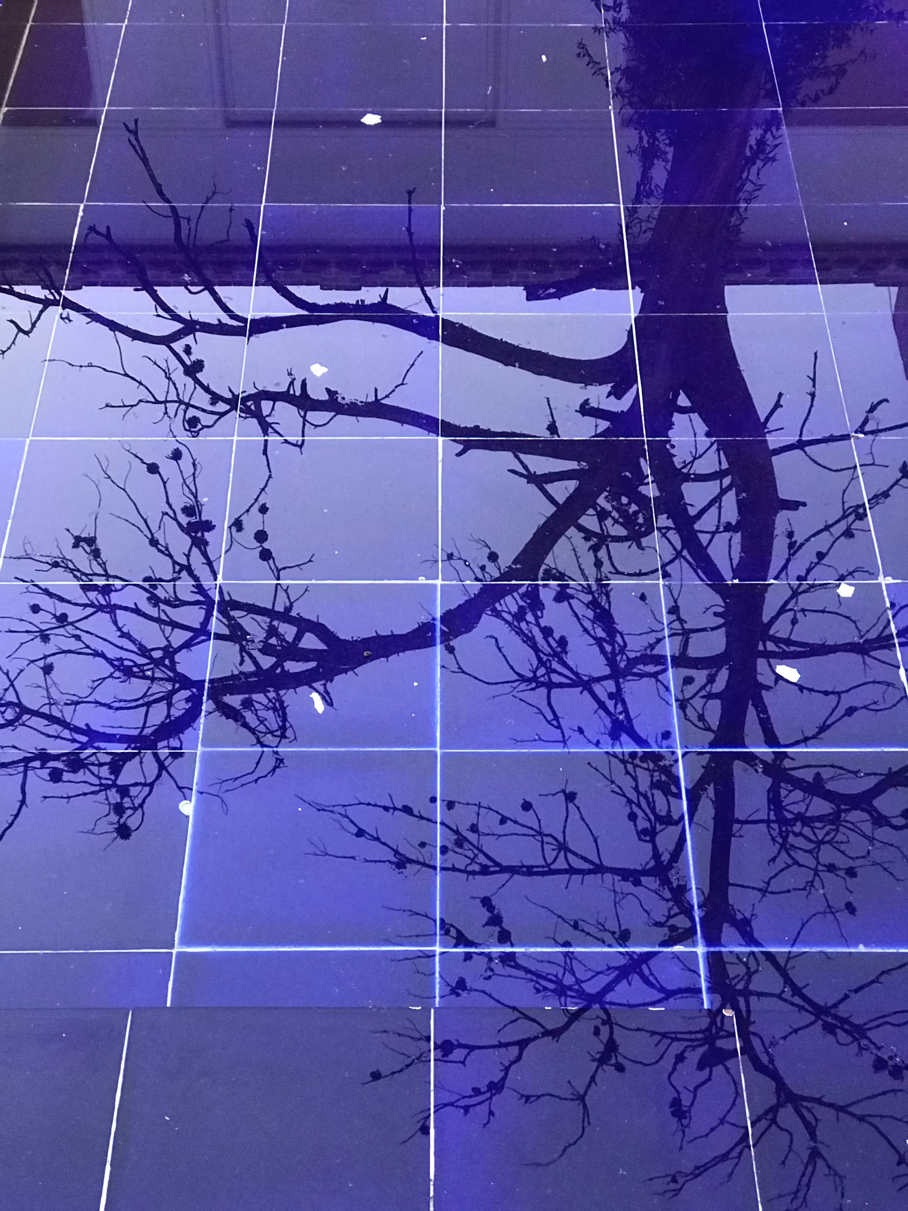 Blue tree