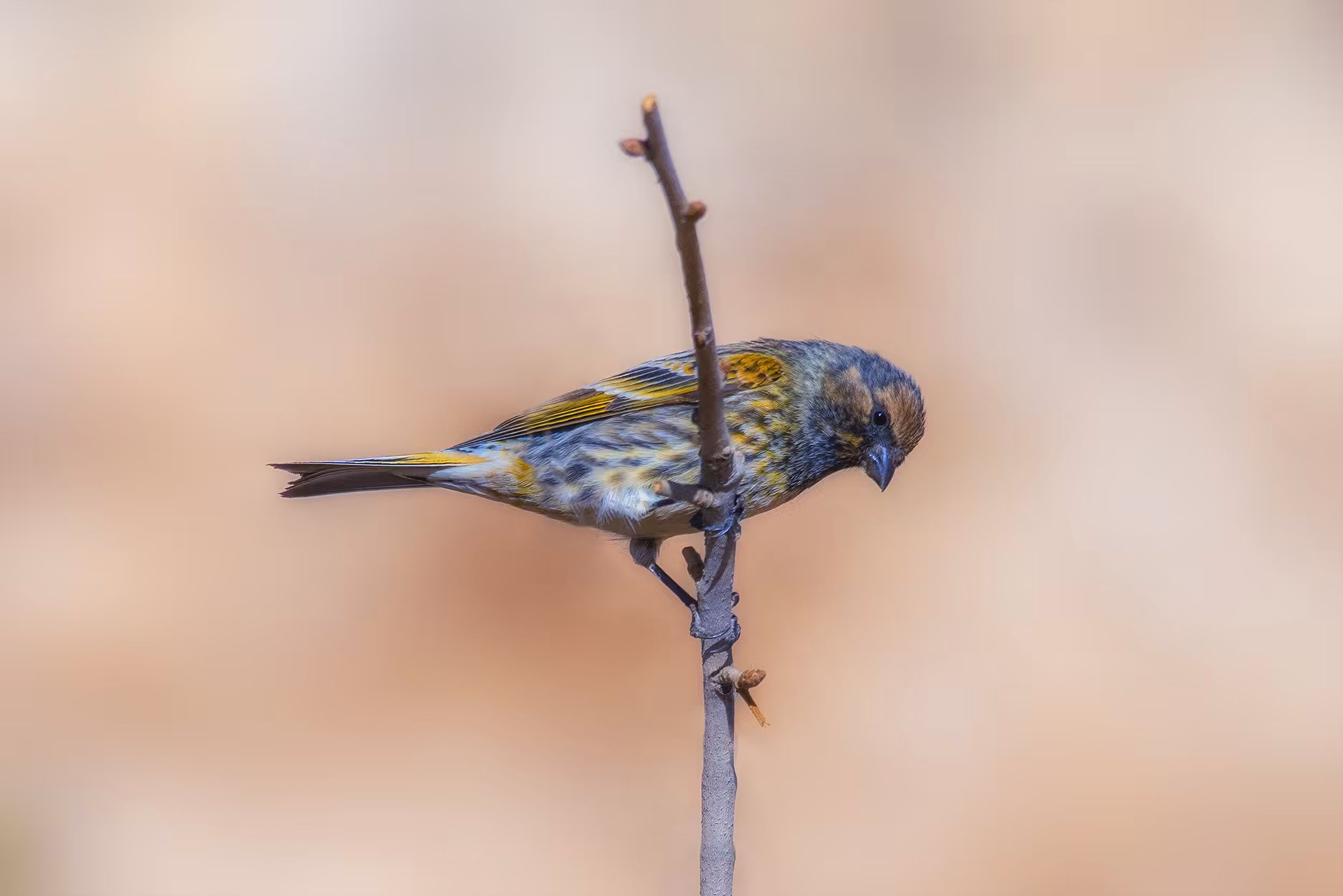 birds #Red-fronted serin
