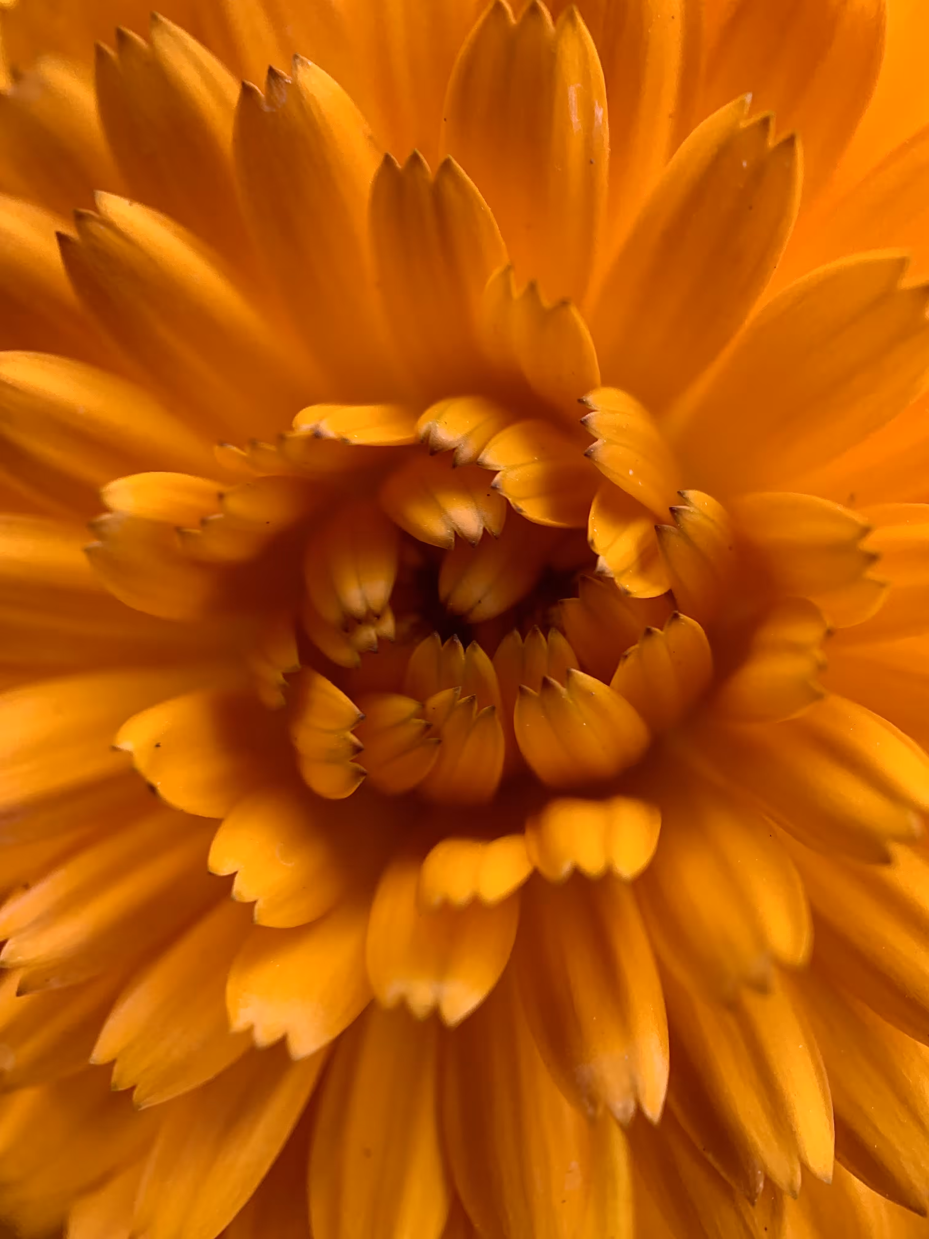 Macro Garden Series Vol. I - Warmth