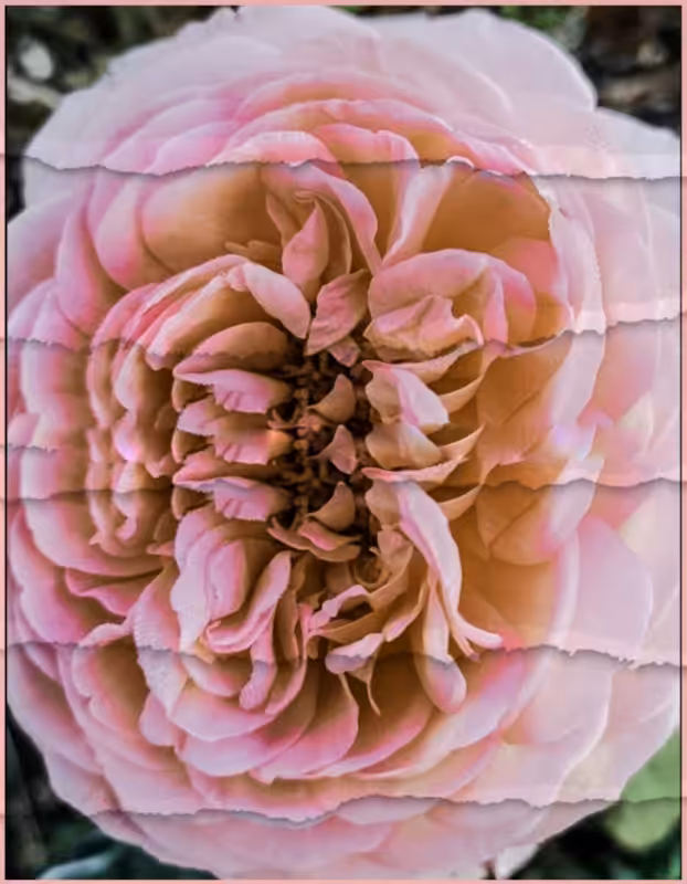 Layers Doble Rose 