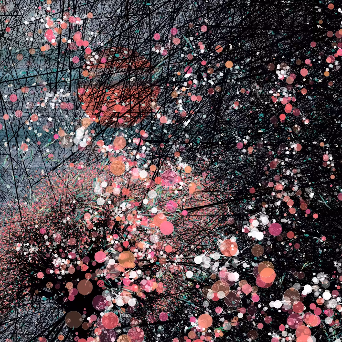 Sakura, cherry blossoms