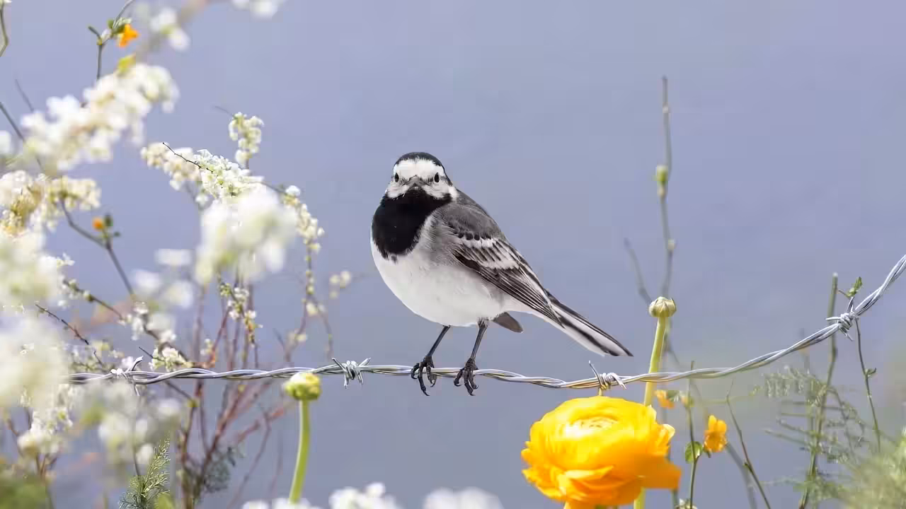 Birds Observations: Figaro, Where Water Meets Sun