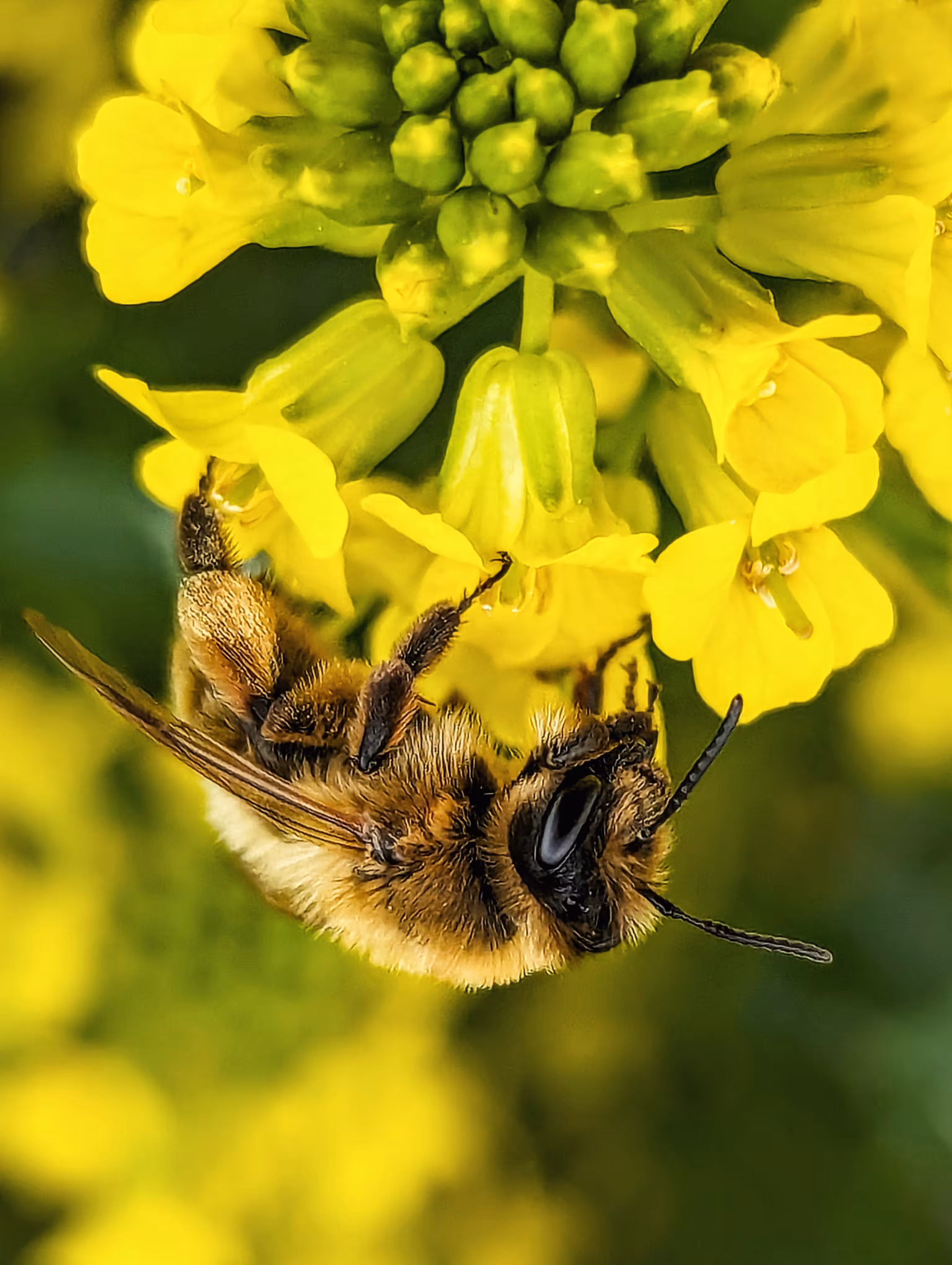 Grip bee