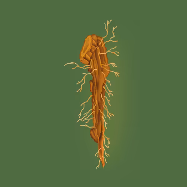 Psychoactive Nature: I for Iboga