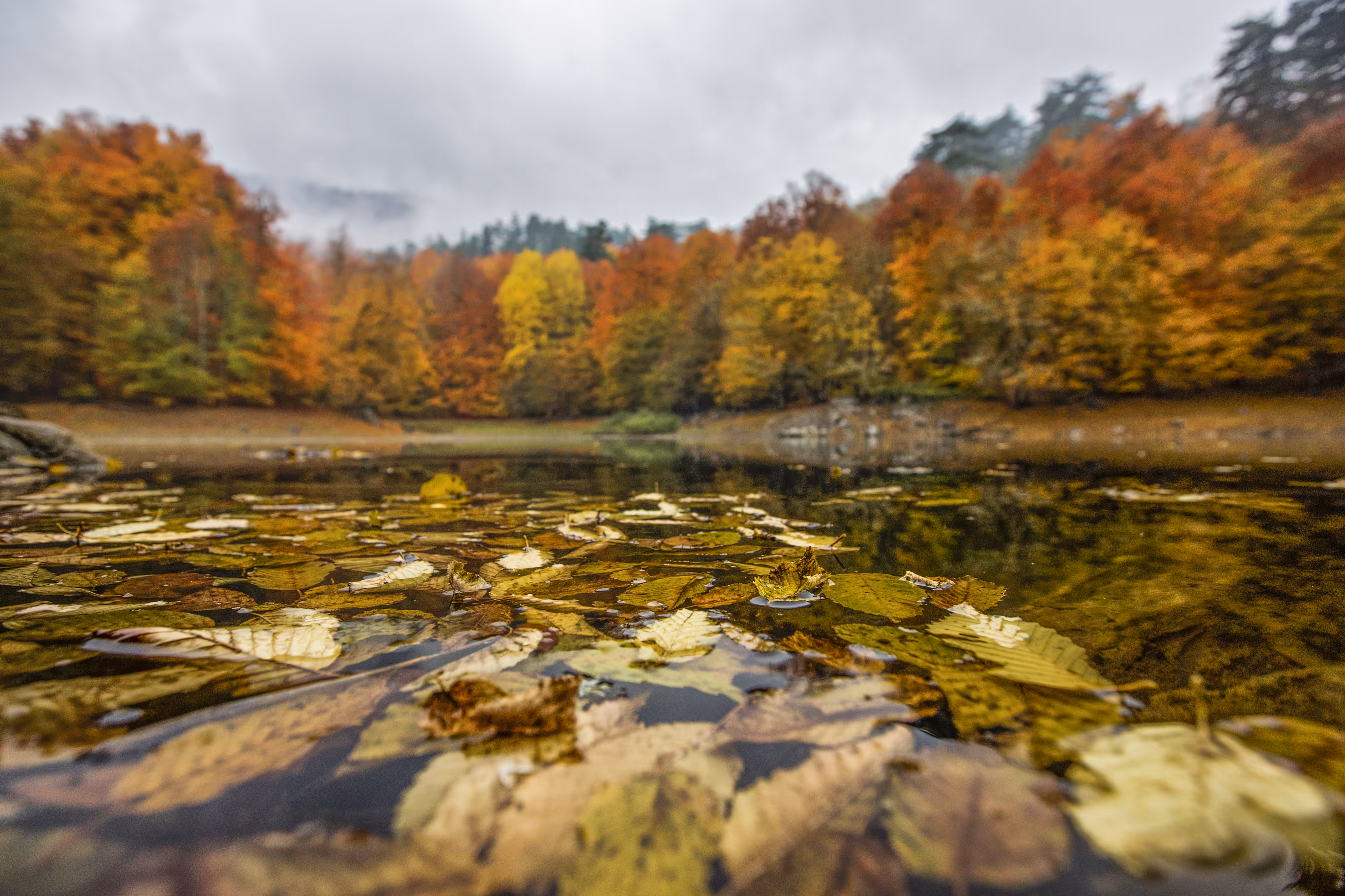 Colors Of Nature #1