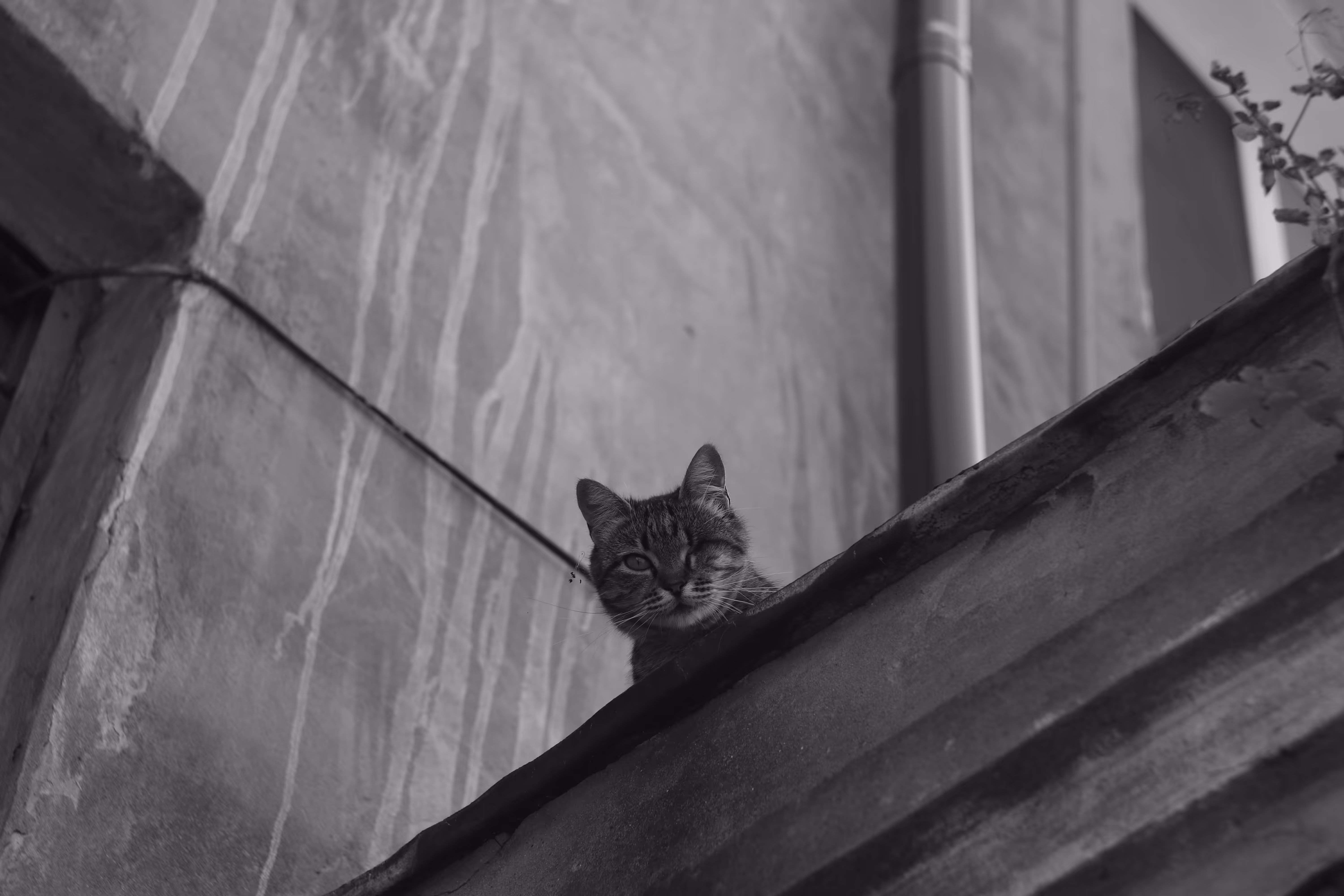 lonely cat